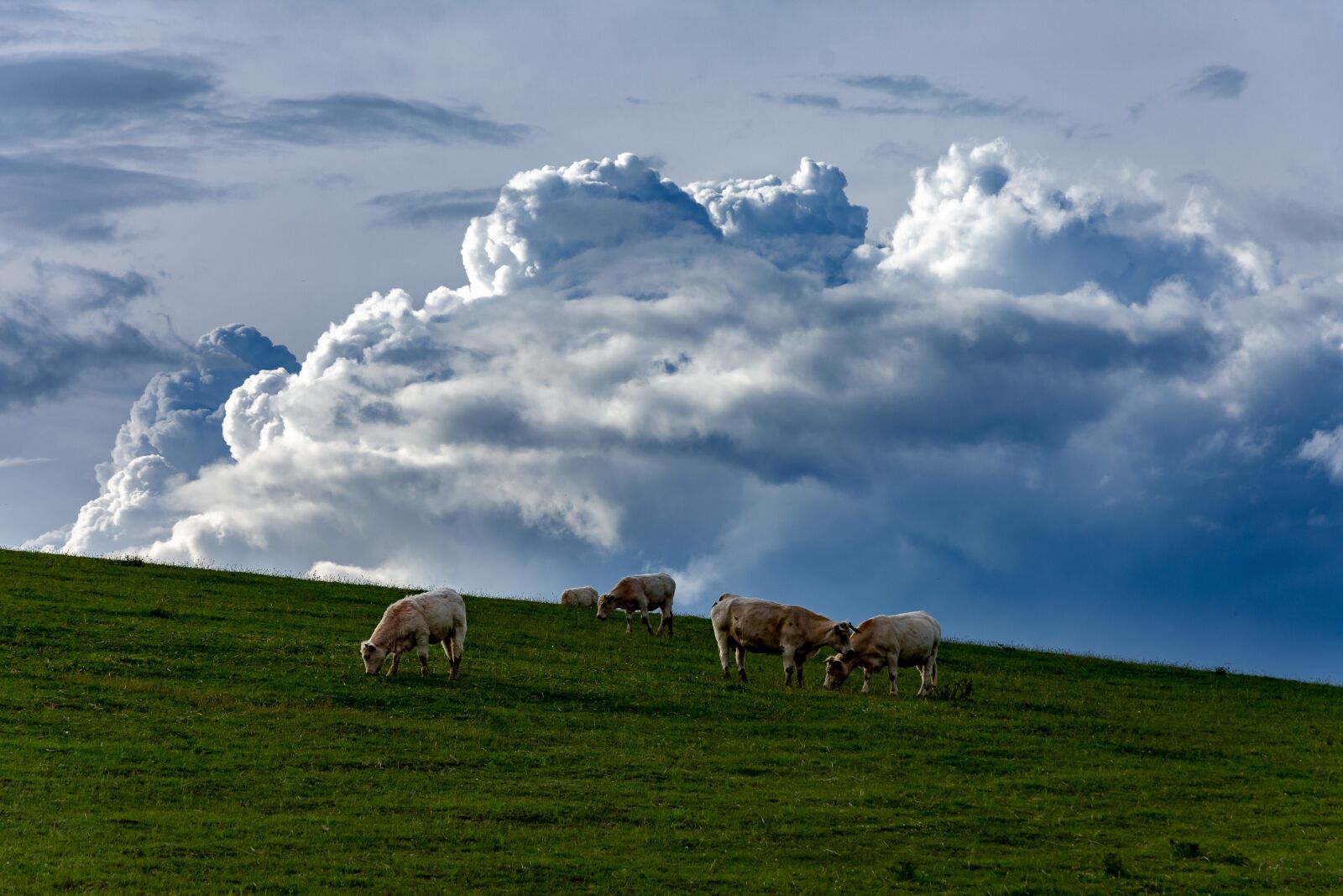Nikon D7200 sample photo. Pasture, cloud, nature photography