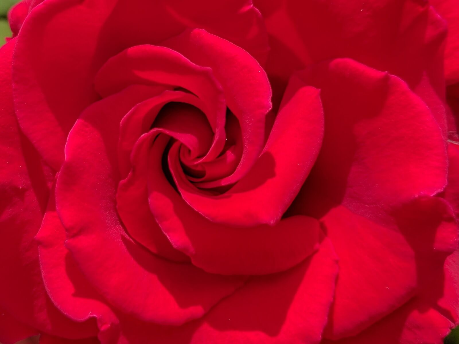 LG Nexus 5X sample photo. Rose, red, blossom photography