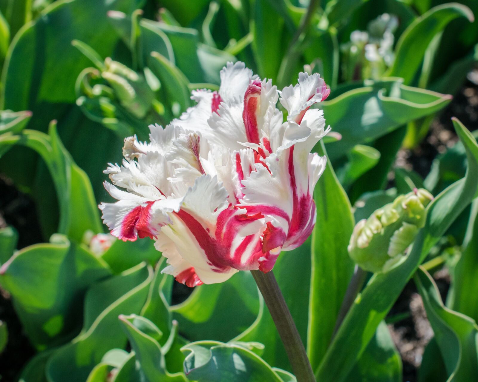 Nikon D5300 sample photo. Tulip, unique, flower photography