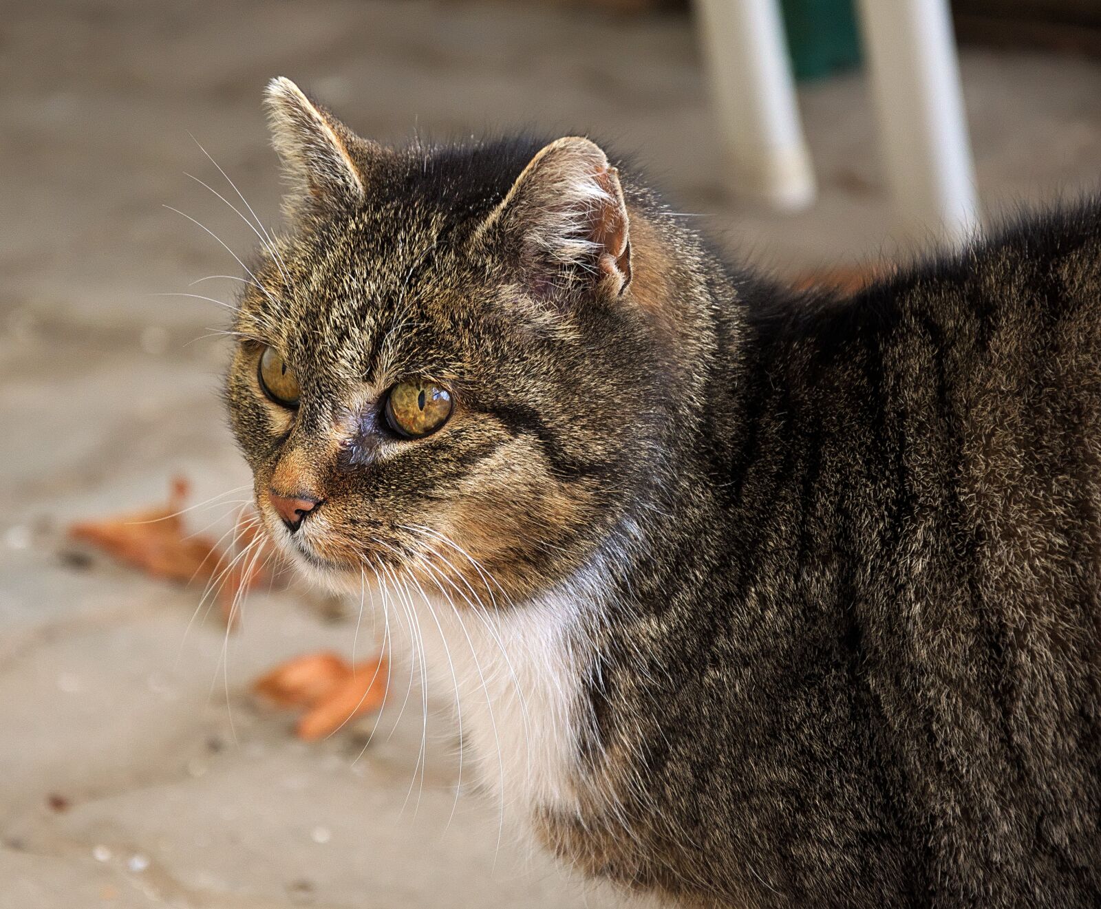 Nikon D3300 sample photo. Domestic cat, animal portrait photography