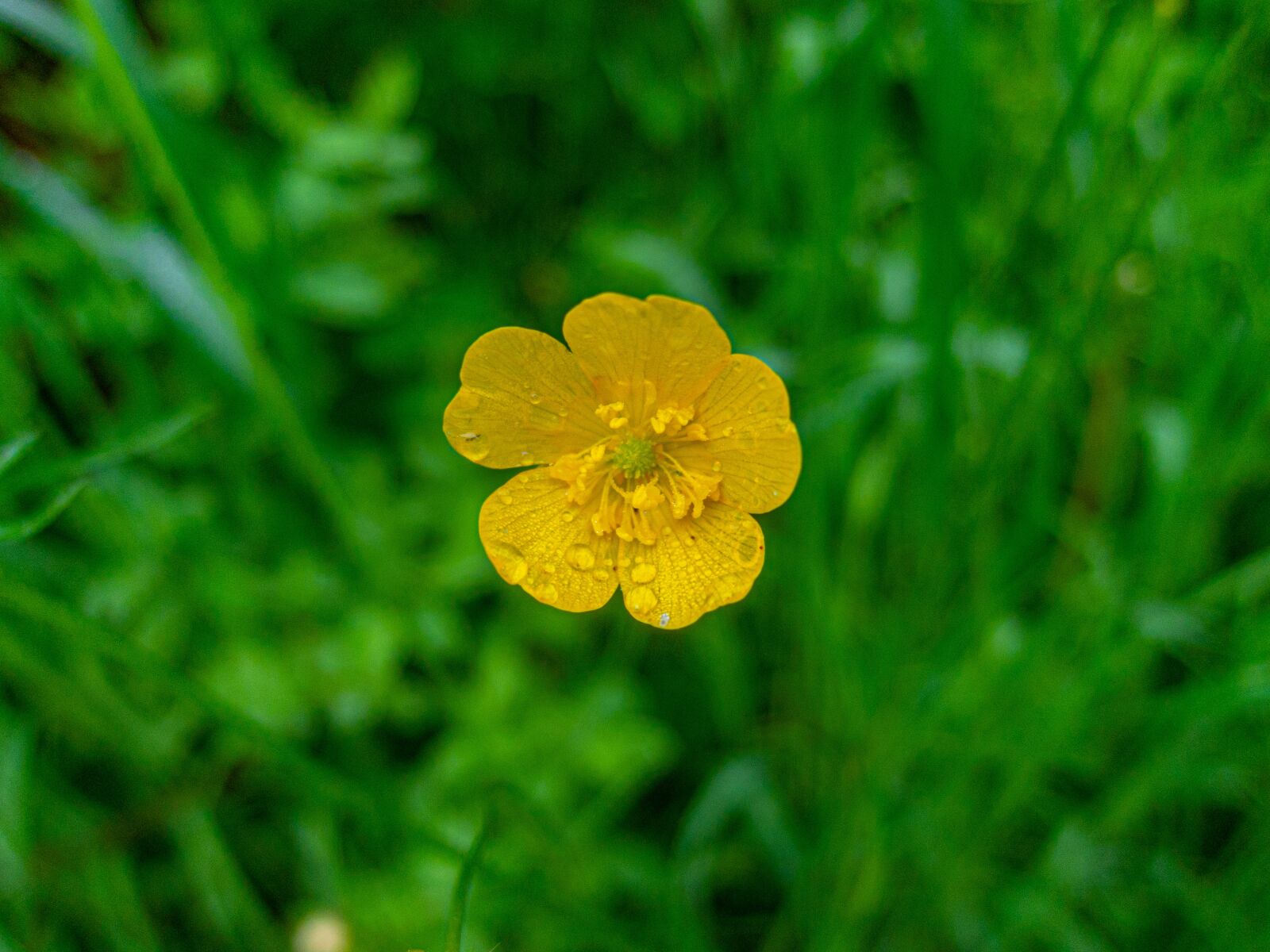 Nikon Coolpix P340 sample photo. Flower, yellow, green photography