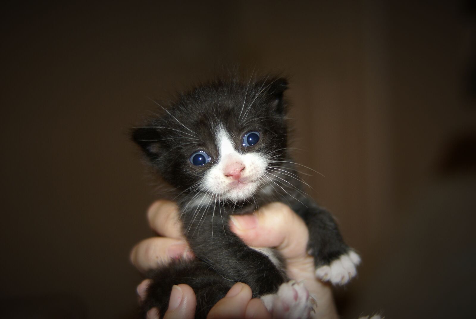 Sony Alpha DSLR-A100 sample photo. Kitten, cat, cute photography