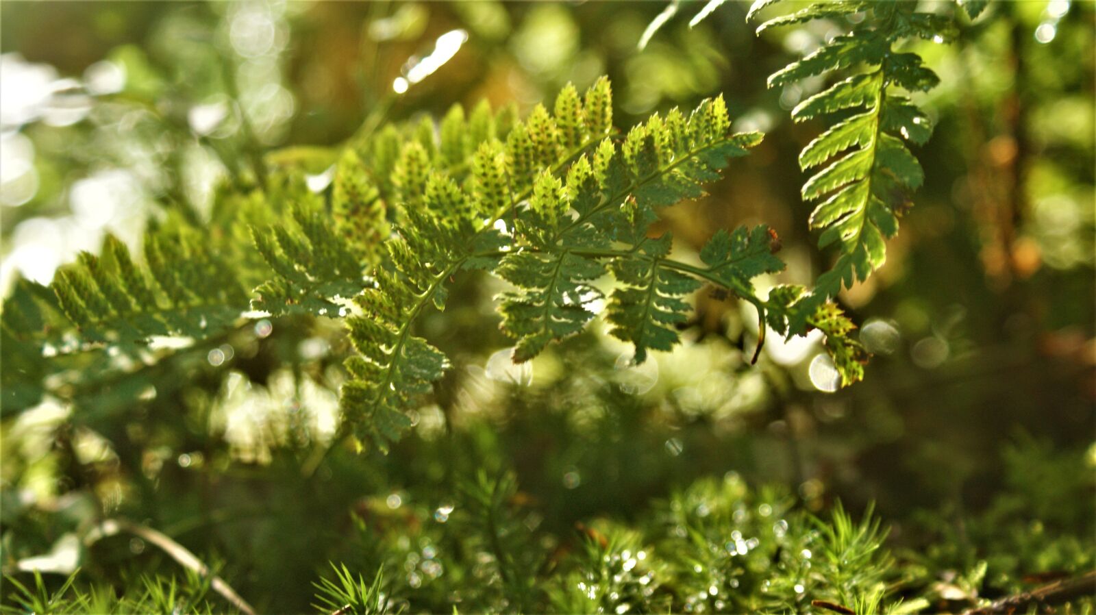 Sony Alpha DSLR-A350 sample photo. Forest, sunlight, autumn photography