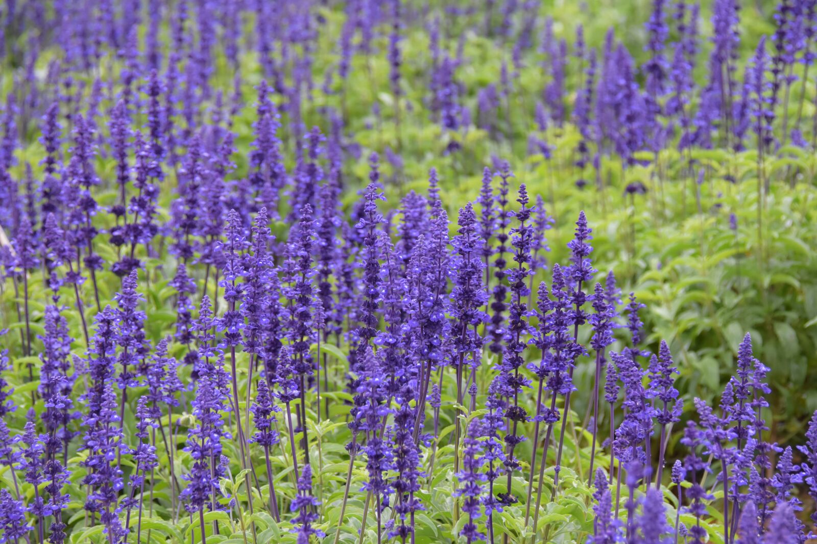 Nikon D7200 sample photo. Lavender, violet, aroma photography