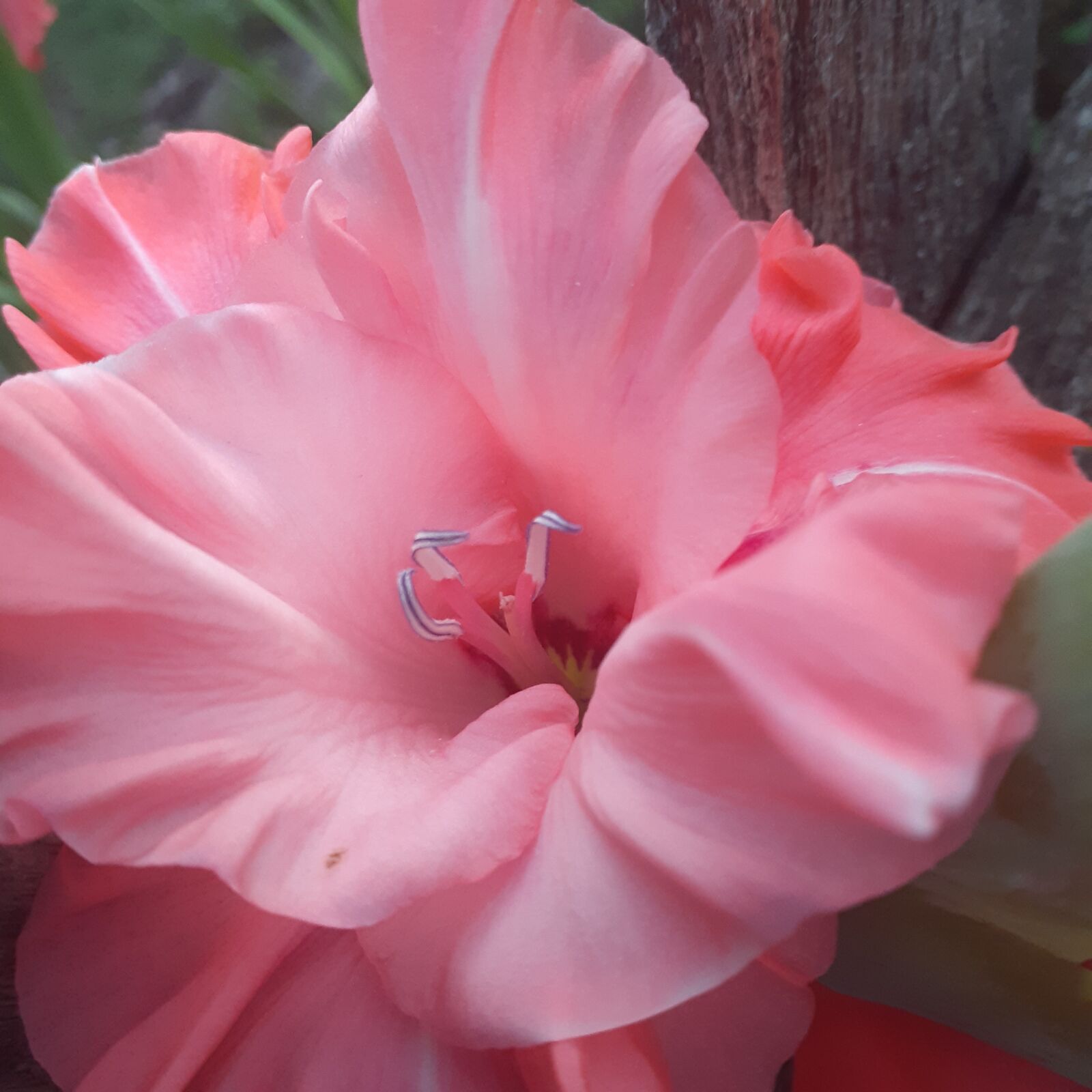 Samsung Galaxy A20 sample photo. Flower, pink flower, pink photography