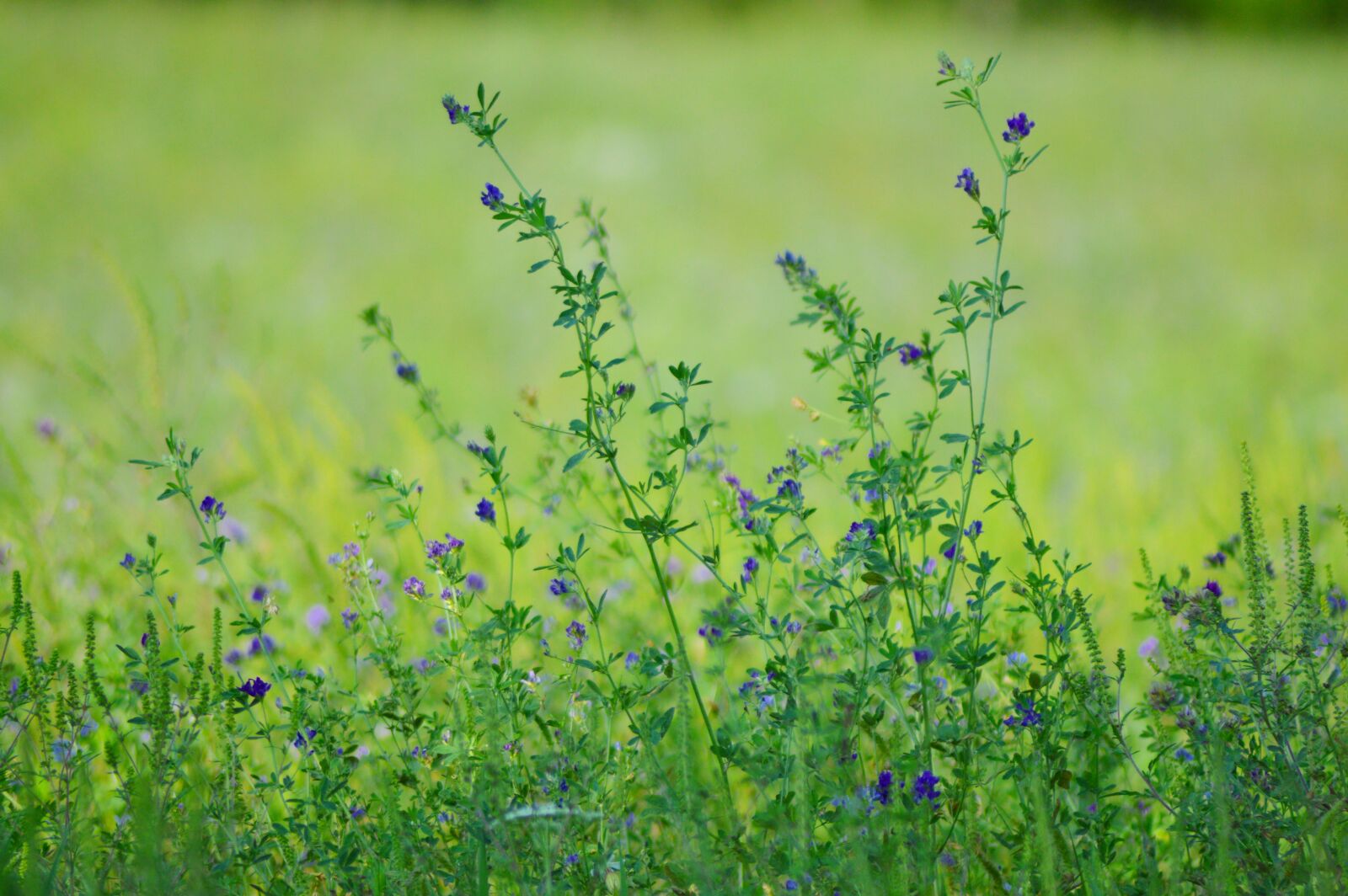 Nikon D3200 sample photo. Field, flower, meadow photography
