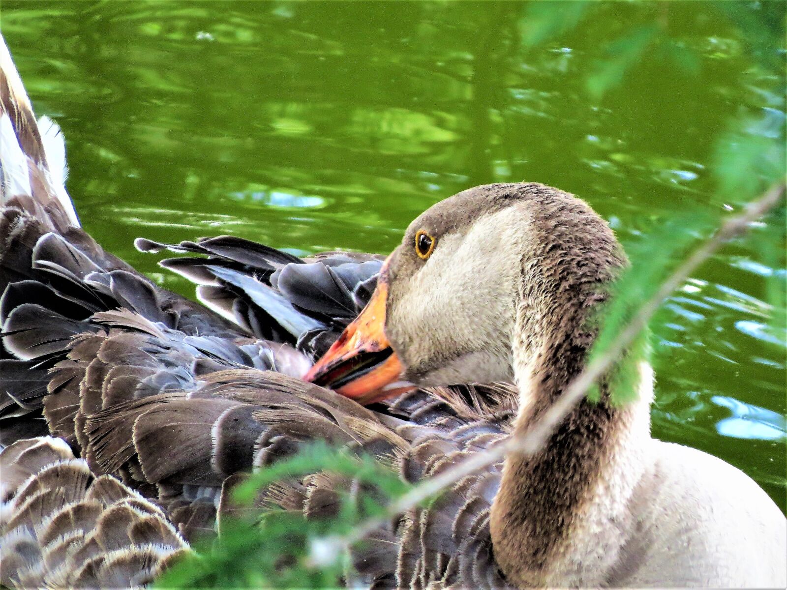 Canon PowerShot SX50 HS sample photo. Water fowl, close up photography