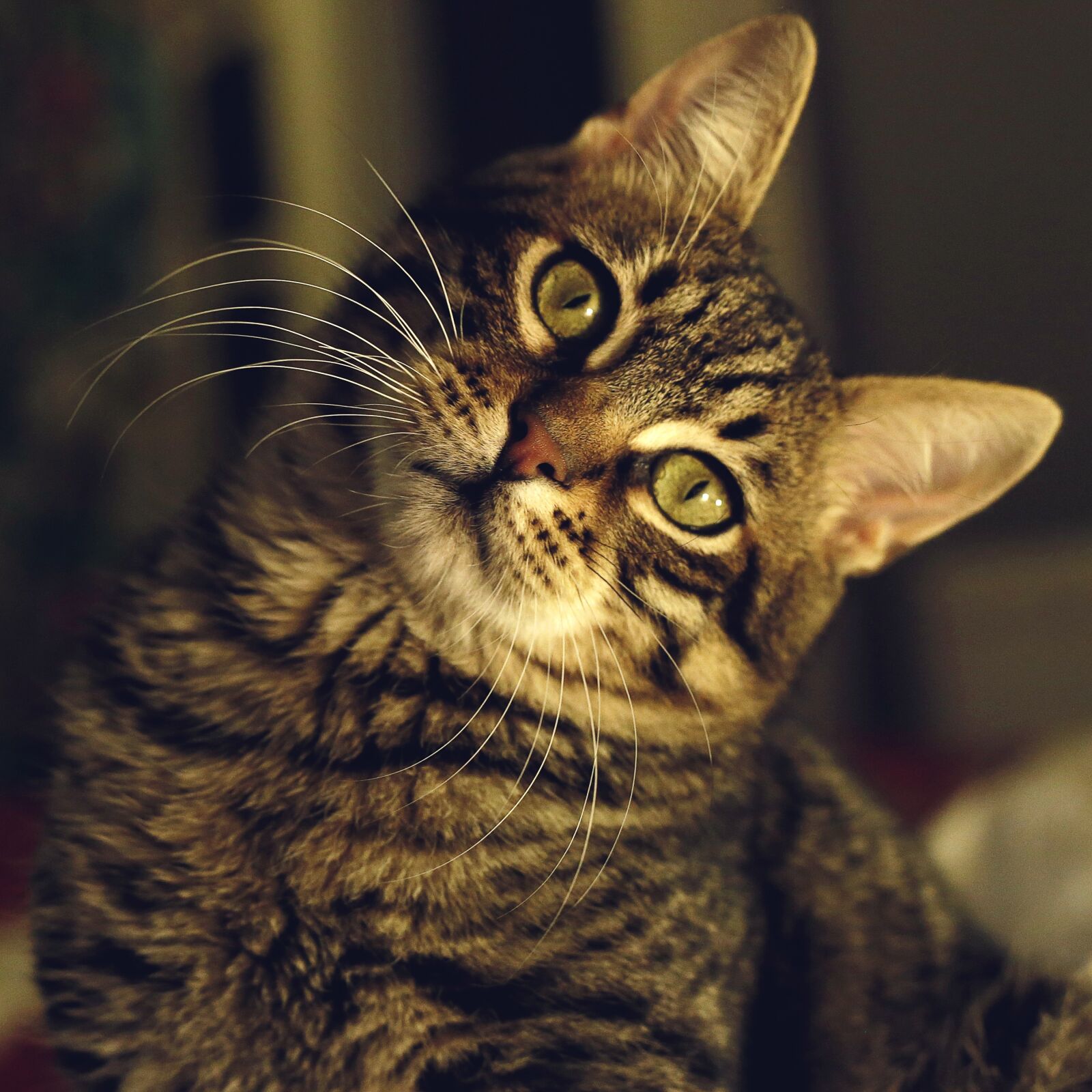 Canon EF 50mm F1.8 II sample photo. Tabby cat, pet, animals photography