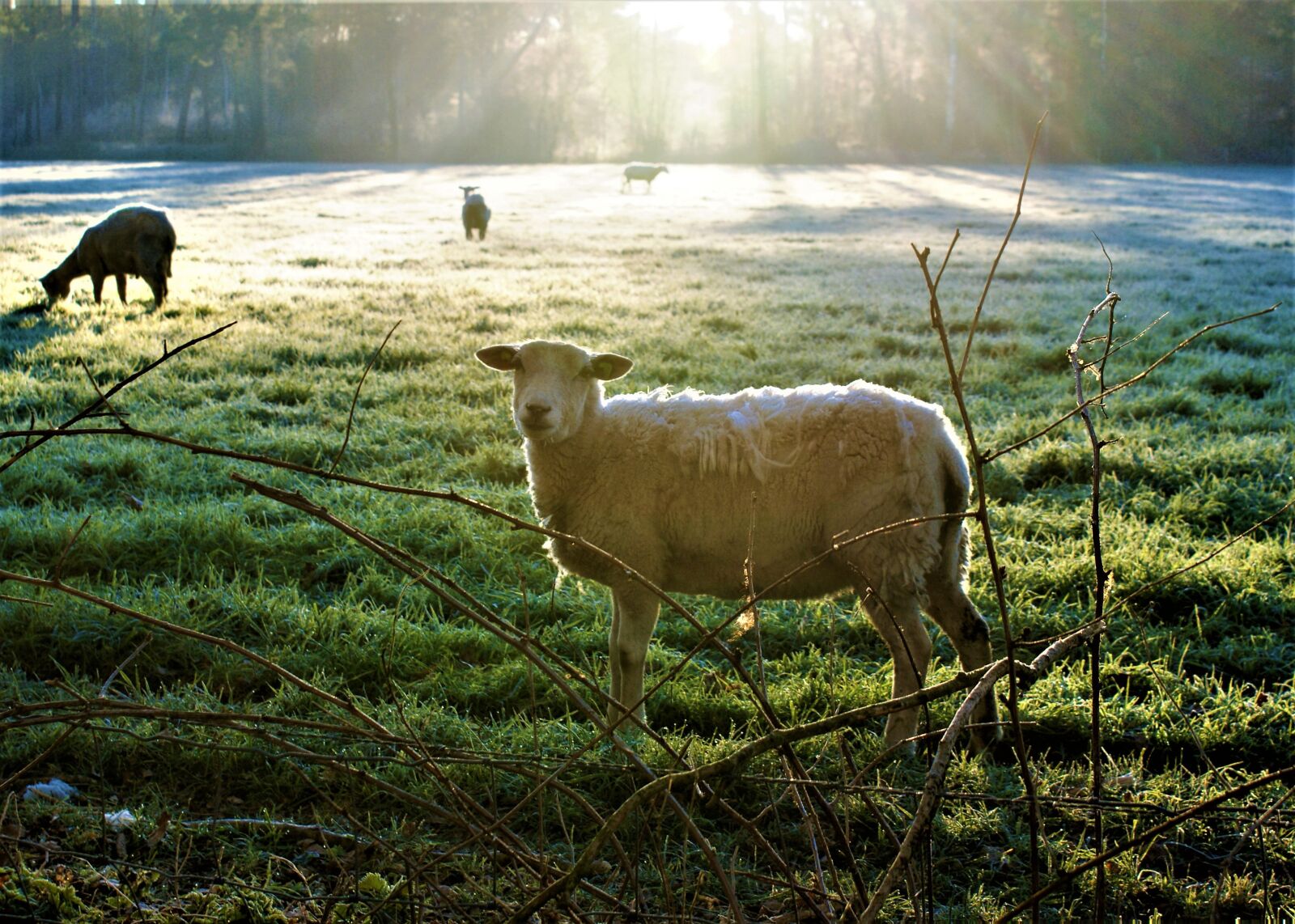 Sony Alpha DSLR-A350 sample photo. Sheep, pasture, fog photography