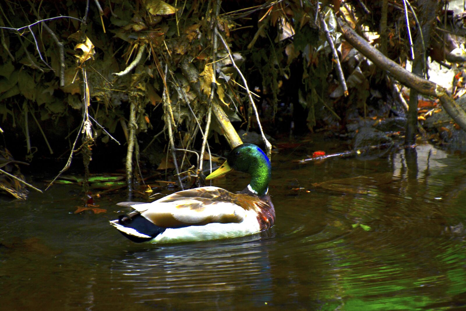 Nikon D5200 sample photo. The, cute, duckling photography