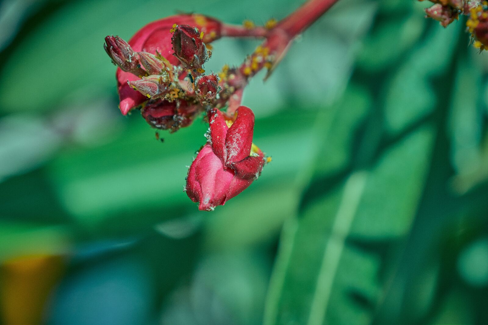 Nikon D7200 sample photo. Flower, color, plant photography