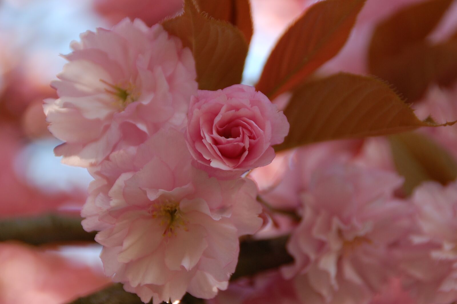 Nikon D40 sample photo. Flower, plant, nature photography
