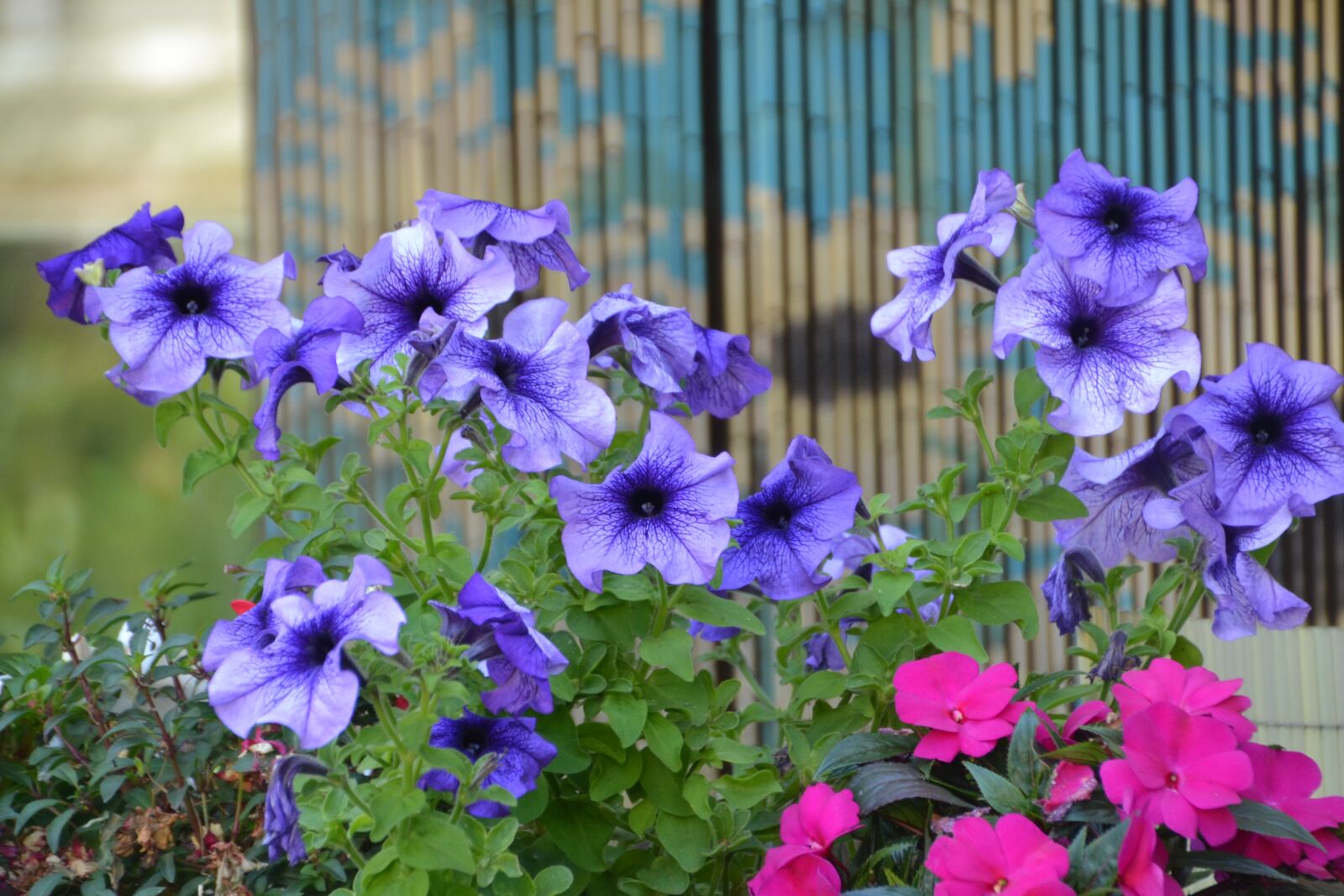Nikon D3100 sample photo. Flower, plant, nature photography