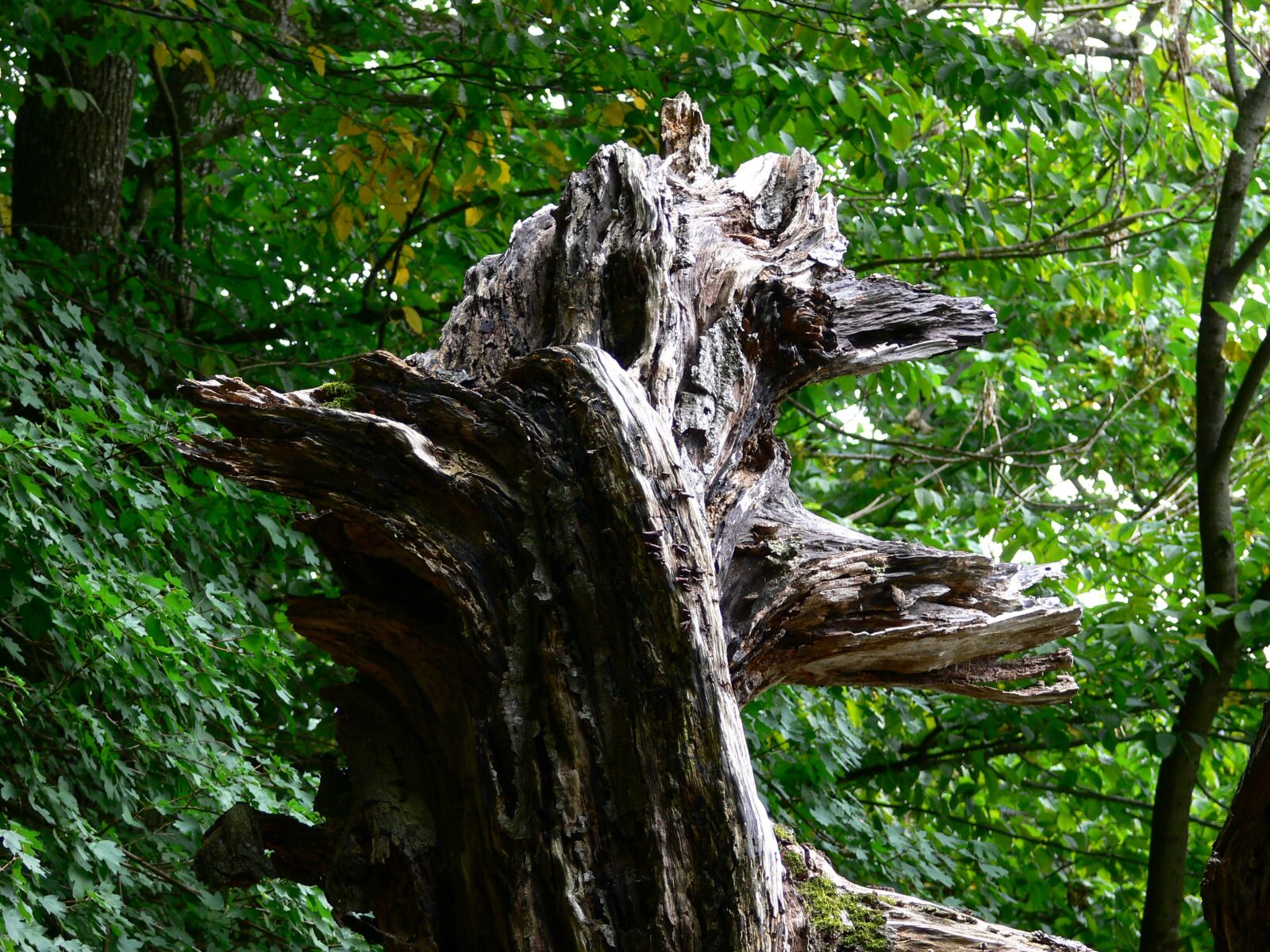 Panasonic DMC-FZ30 sample photo. Tree, nature, old photography