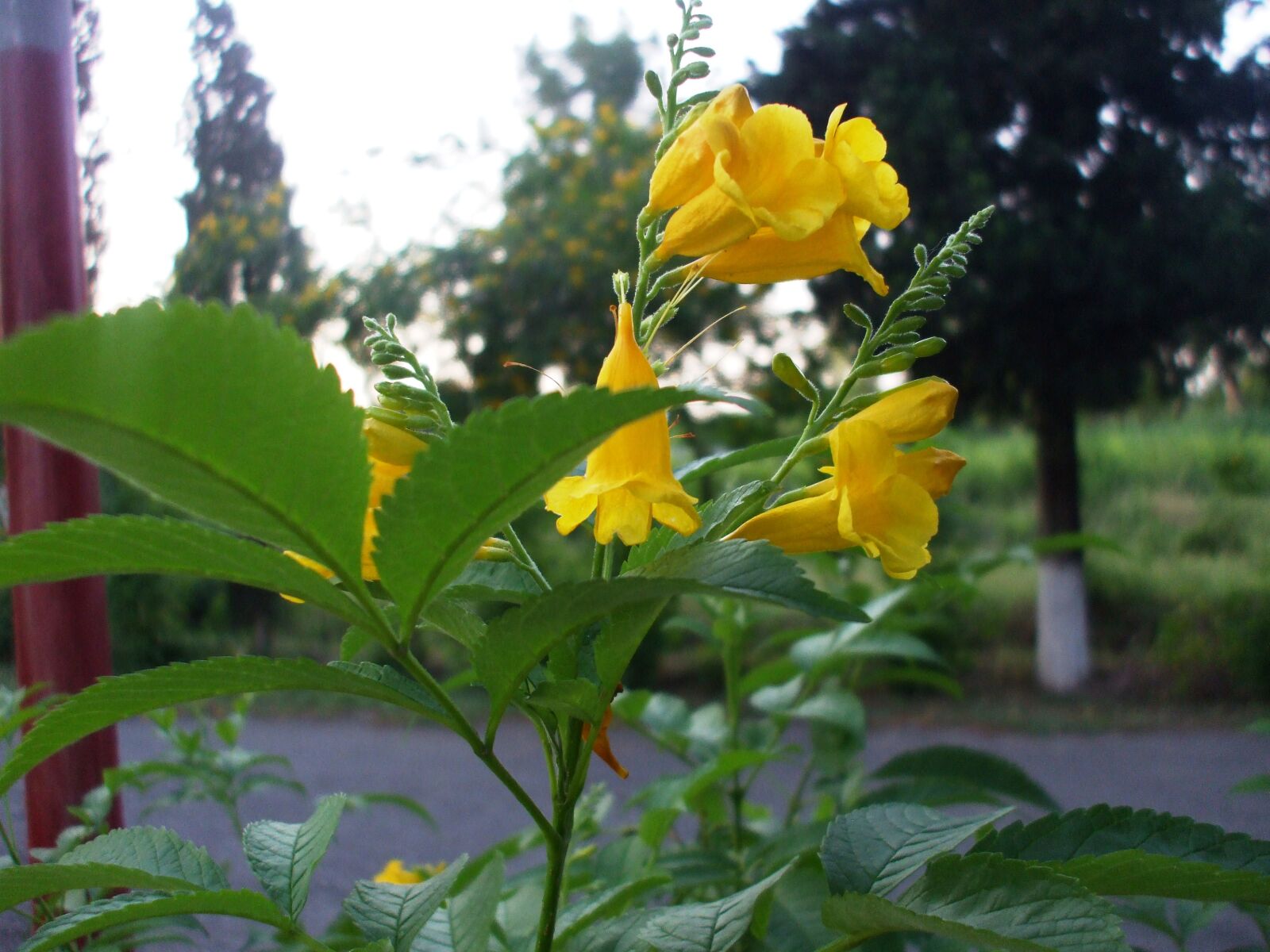 Fujifilm FinePix A800 sample photo. Flower, yellow, nature photography