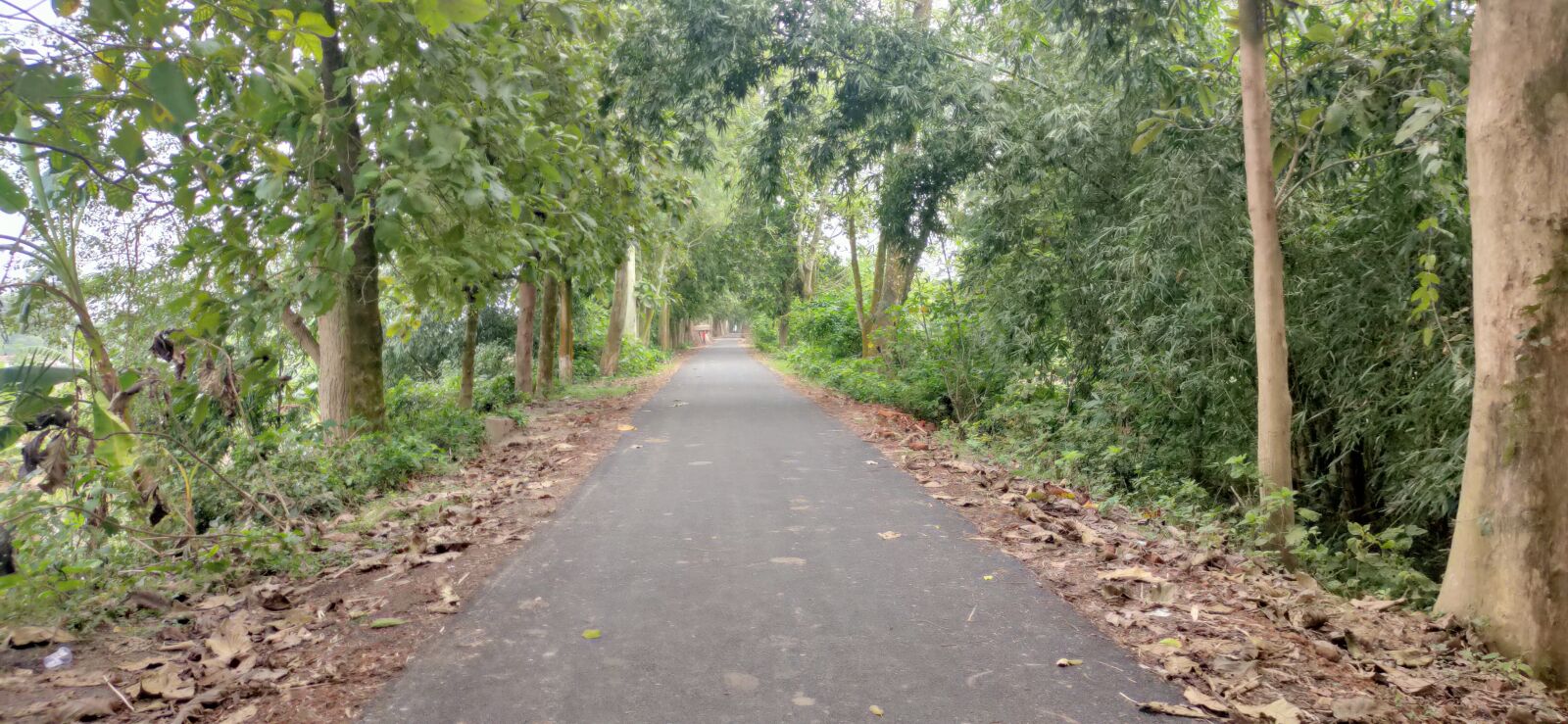 Realme XT sample photo. Road, trees, path photography