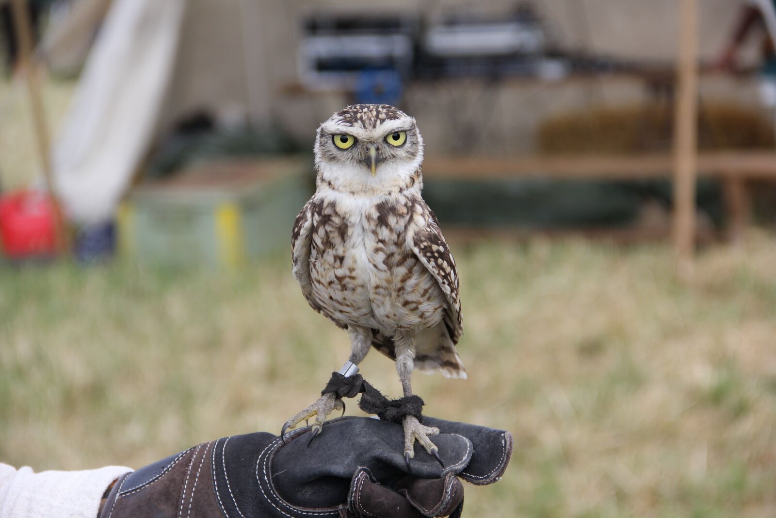 Canon EOS 60D sample photo. Owl, bird, falconry photography