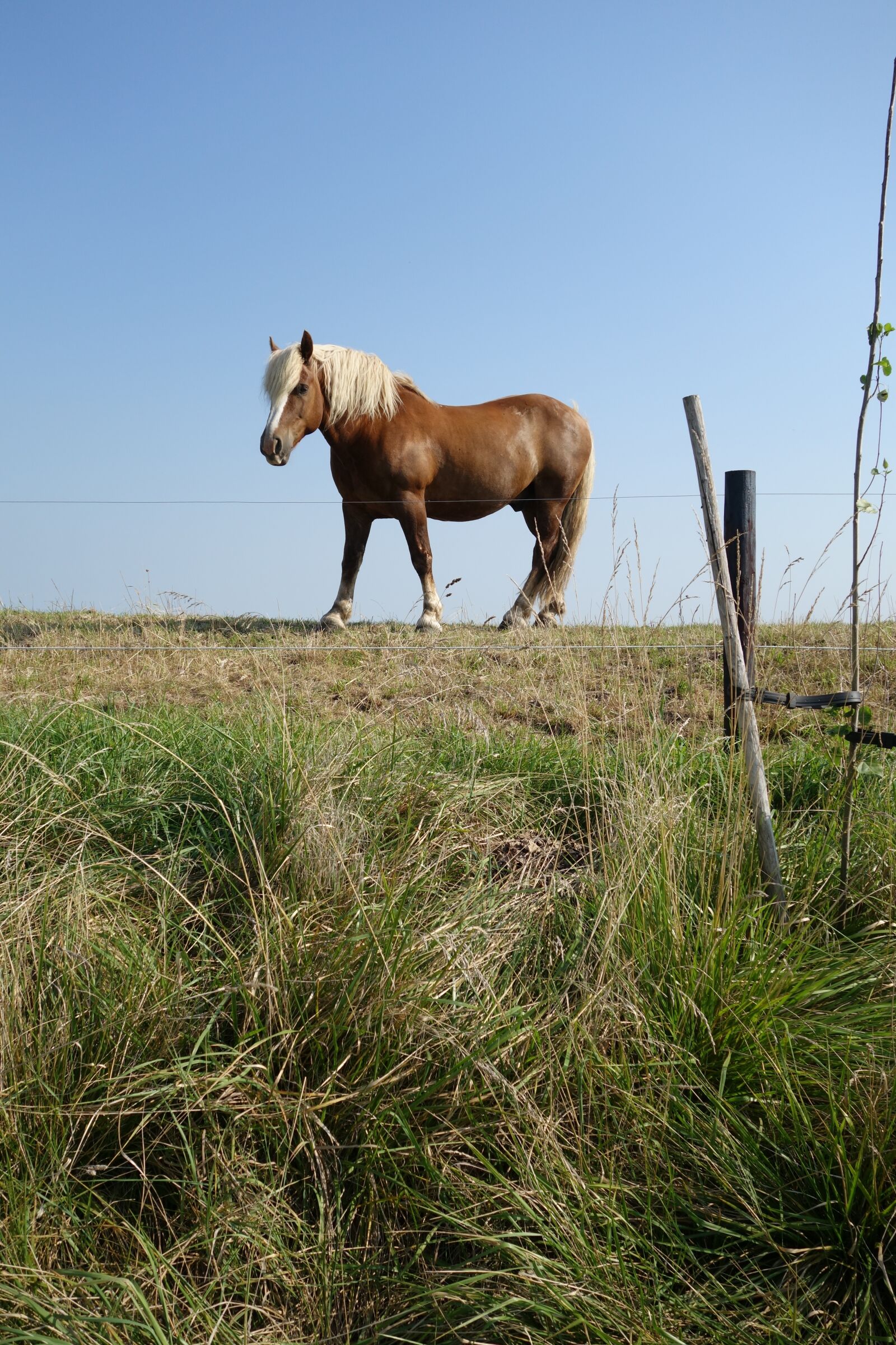 Sony Cyber-shot DSC-RX100 II sample photo. Horse, dyke, landscape photography