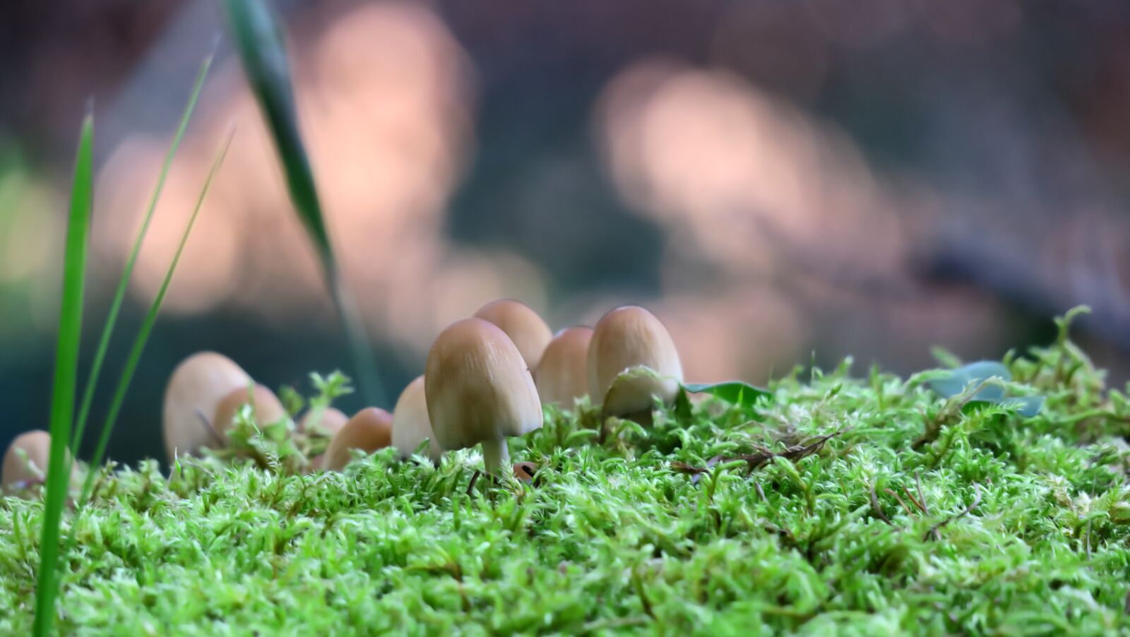 Canon PowerShot G3 X sample photo. Forest, mushrooms, moss photography