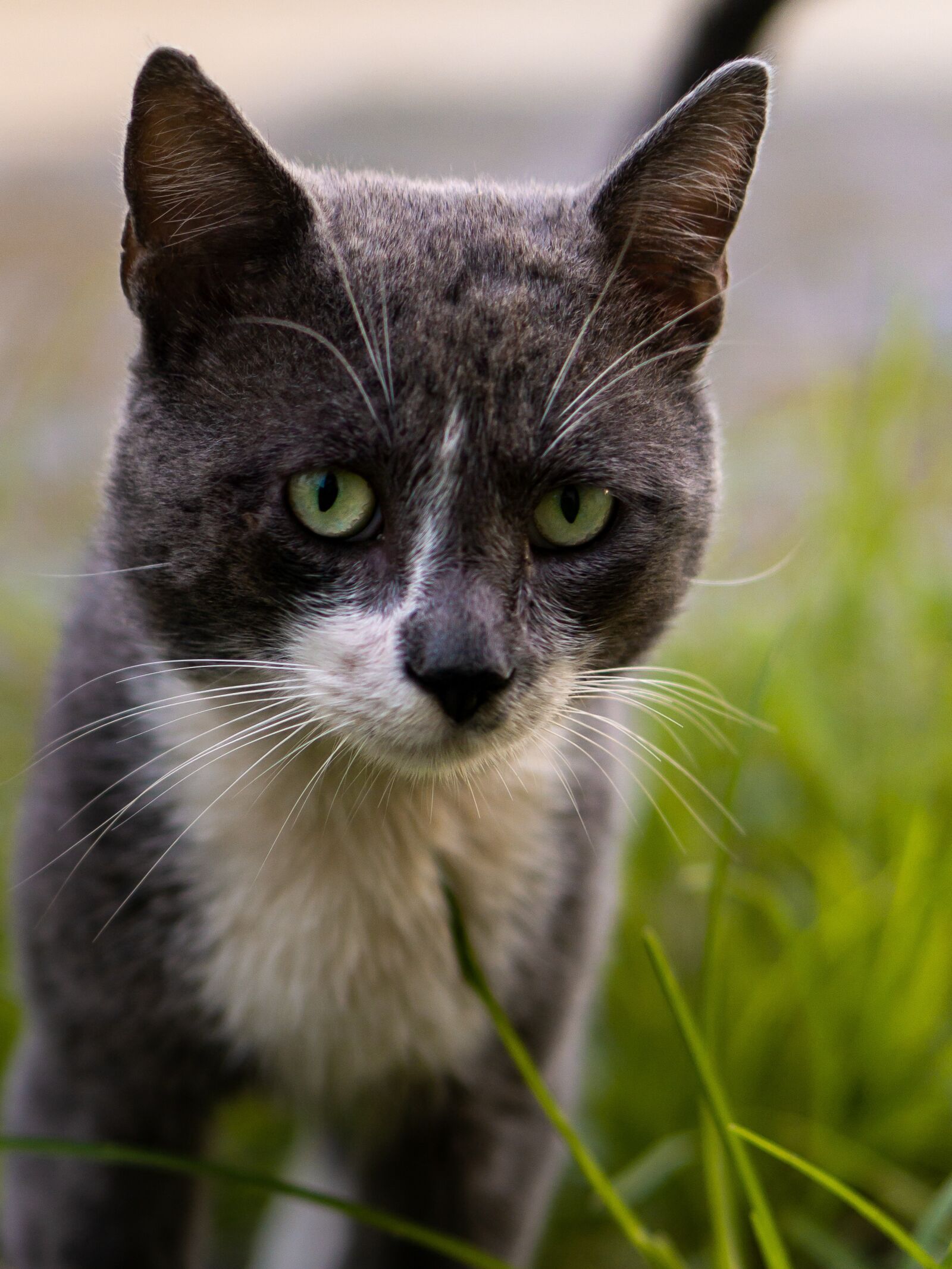 E 50mm F1.8 OSS sample photo. Cat, animal, eyes photography