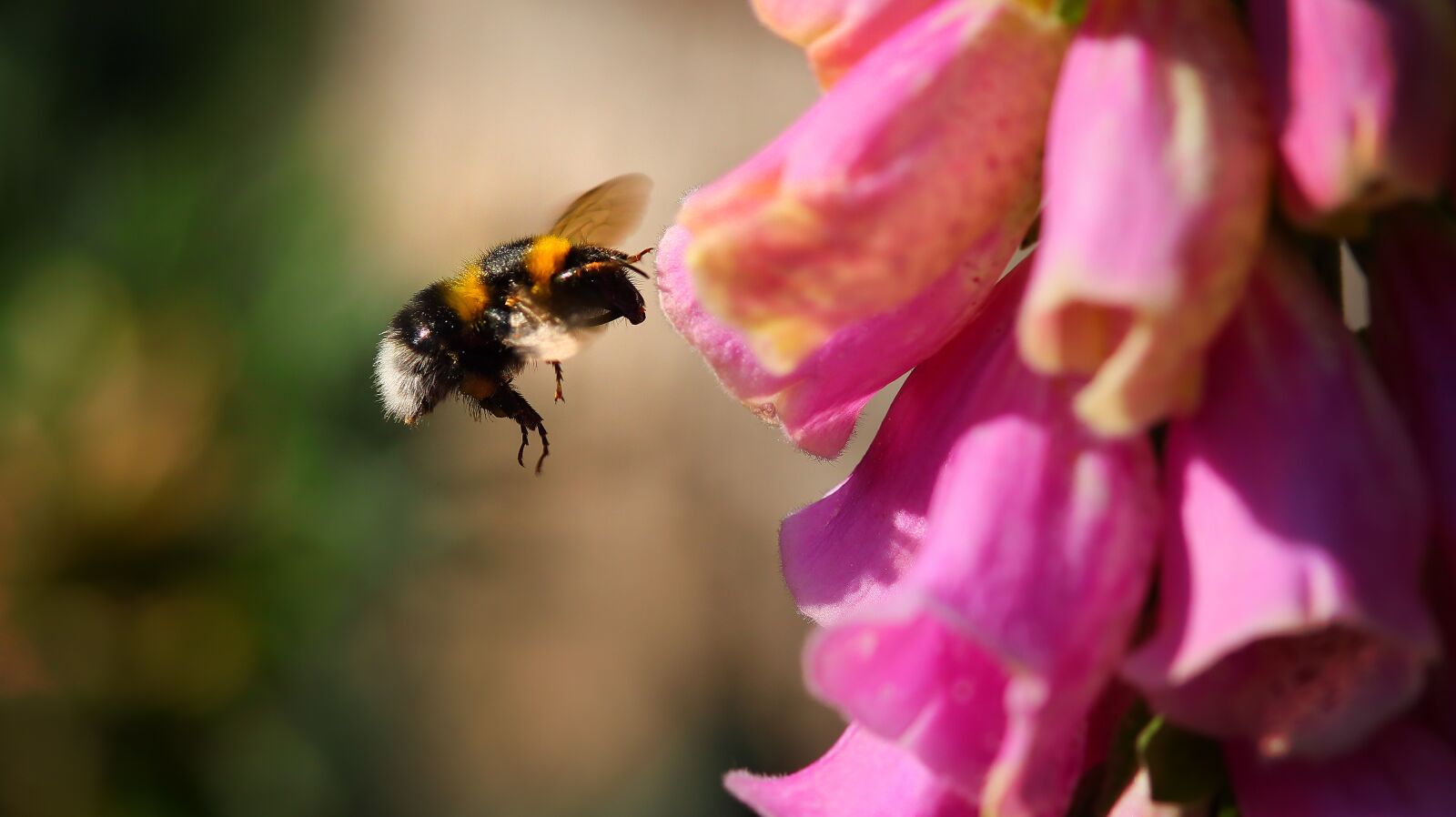 Canon EOS M50 (EOS Kiss M) sample photo. Hummel, blossom, bloom photography