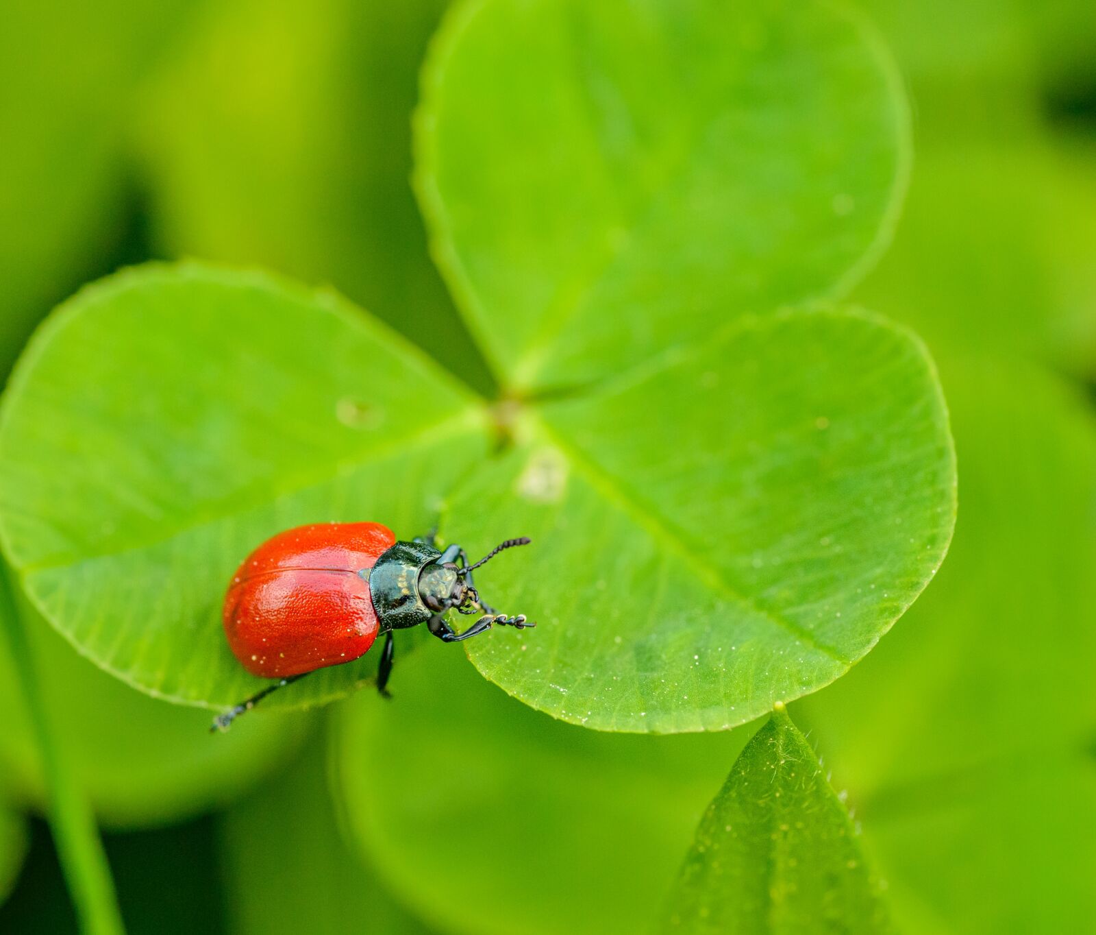 Nikon D800E sample photo. Beetle, red, clover photography