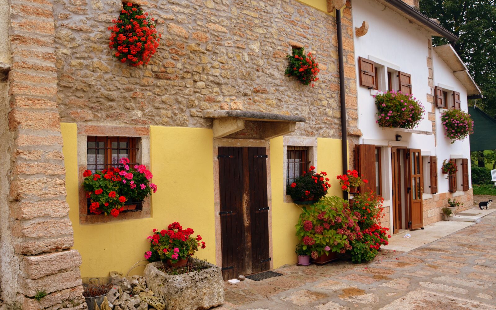 Nikon D7100 sample photo. Flowers, window, house photography
