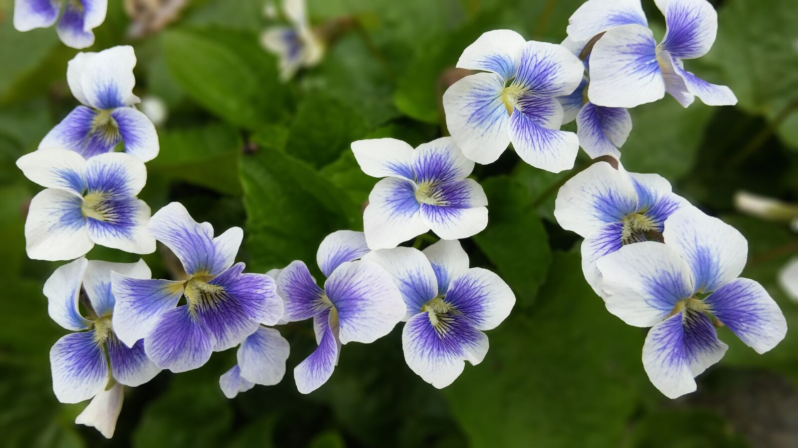 LG G Pro2 sample photo. Violet, flowers, summer photography