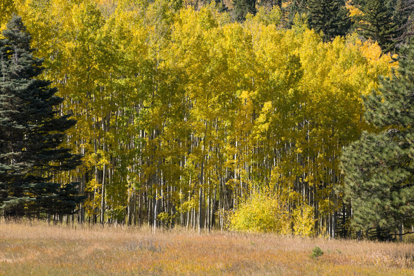 Nikon AF-S Nikkor 70-300mm F4.5-5.6G VR sample photo. Aspen, trees, autumn, colorado photography