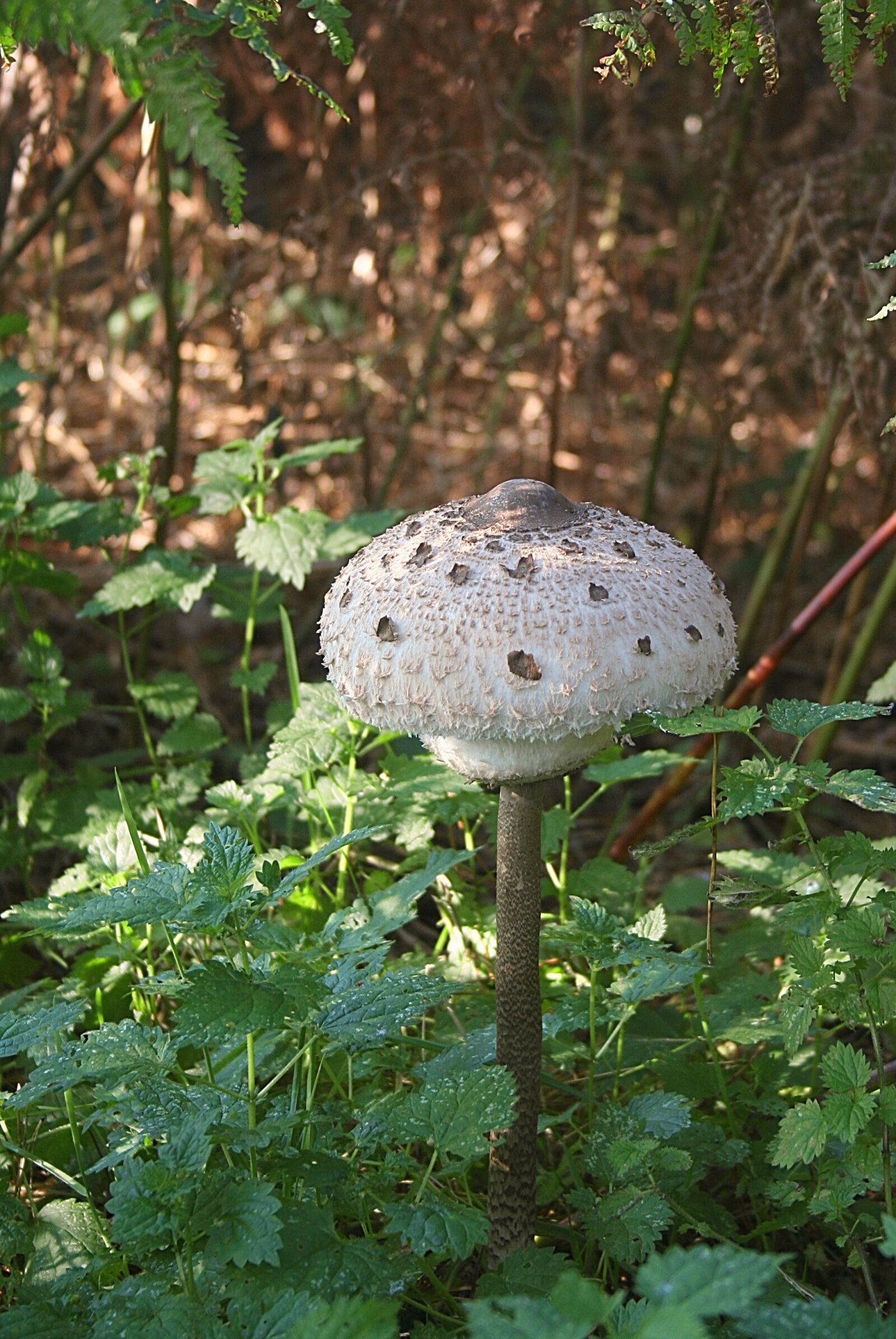 Canon EOS 350D (EOS Digital Rebel XT / EOS Kiss Digital N) sample photo. Fungi, autumn, mushroom photography