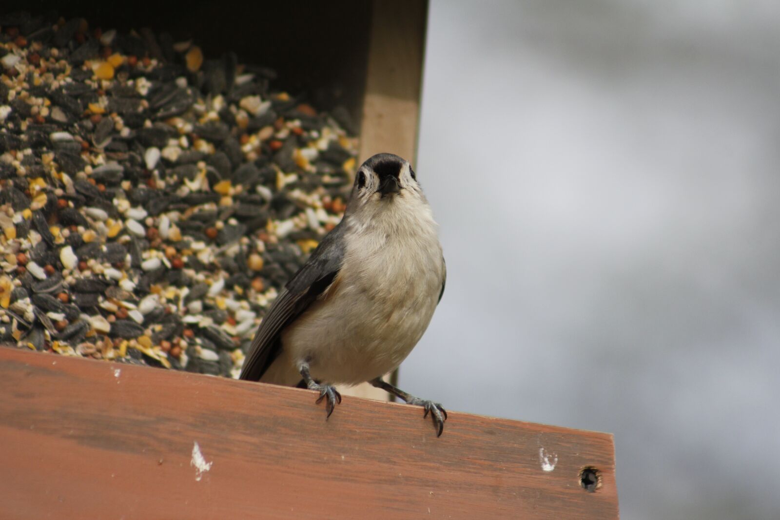 Canon EOS 550D (EOS Rebel T2i / EOS Kiss X4) sample photo. Bird, nature, outdoors photography