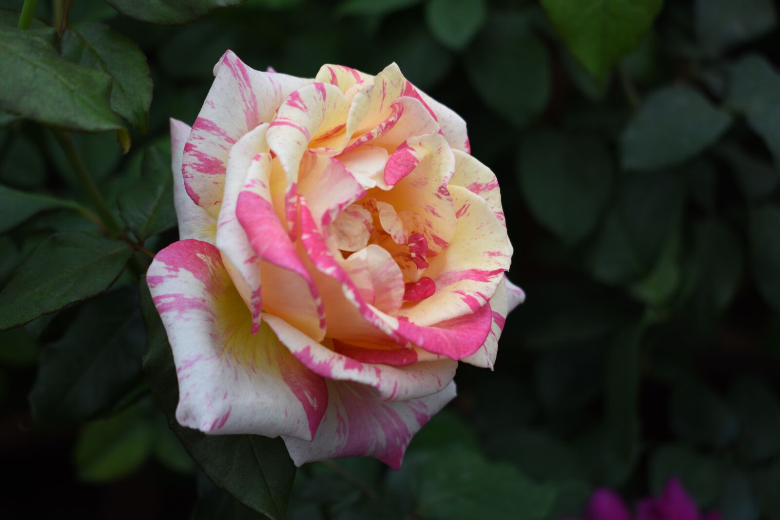 Nikon D5600 sample photo. Flower, nature, blossom photography