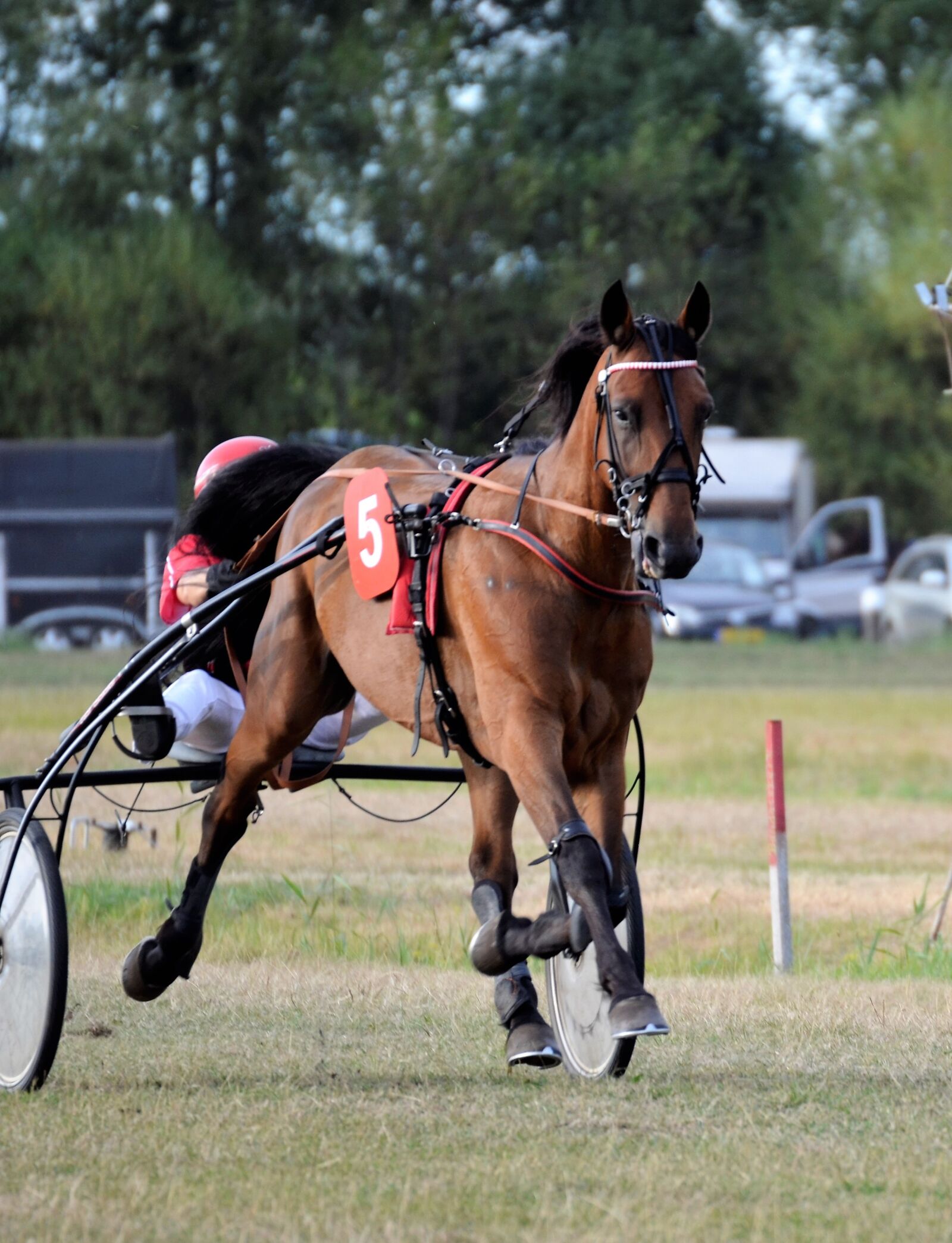 Nikon D5100 sample photo. Traber, racing, sulky photography