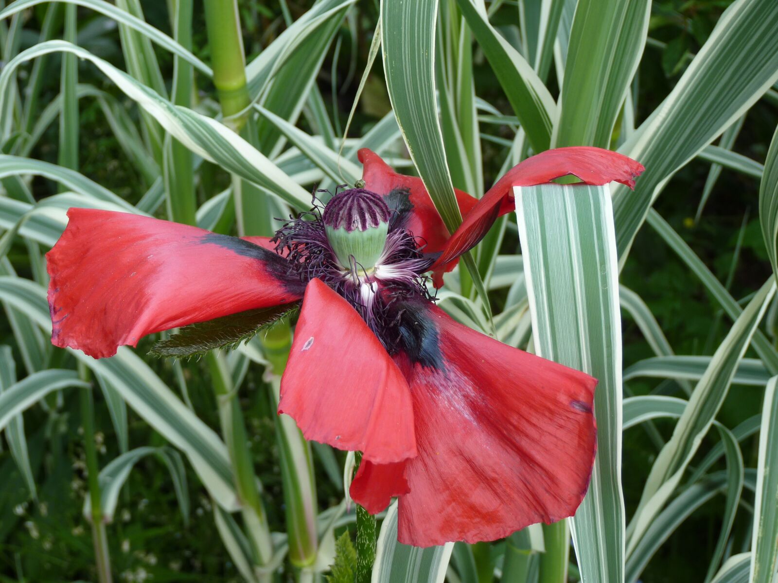 Panasonic Lumix DMC-FZ35 (Lumix DMC-FZ38) sample photo. Flower, poppy, garden photography