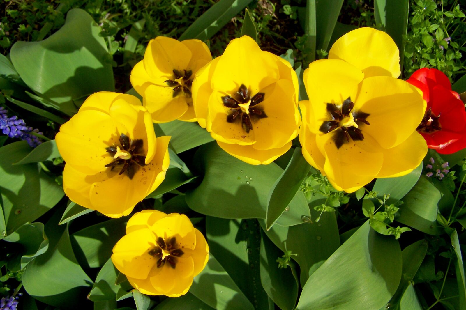 Kodak EASYSHARE ZD710 ZOOM DIGITAL CAMERA sample photo. Tulips, yellow flowers, spring photography