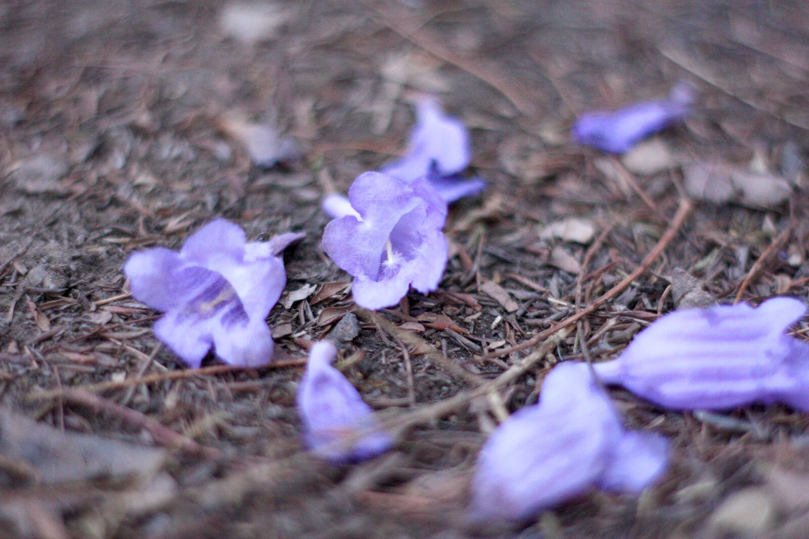 Canon EOS 450D (EOS Rebel XSi / EOS Kiss X2) sample photo. Jacarandas, flowers, blossom photography