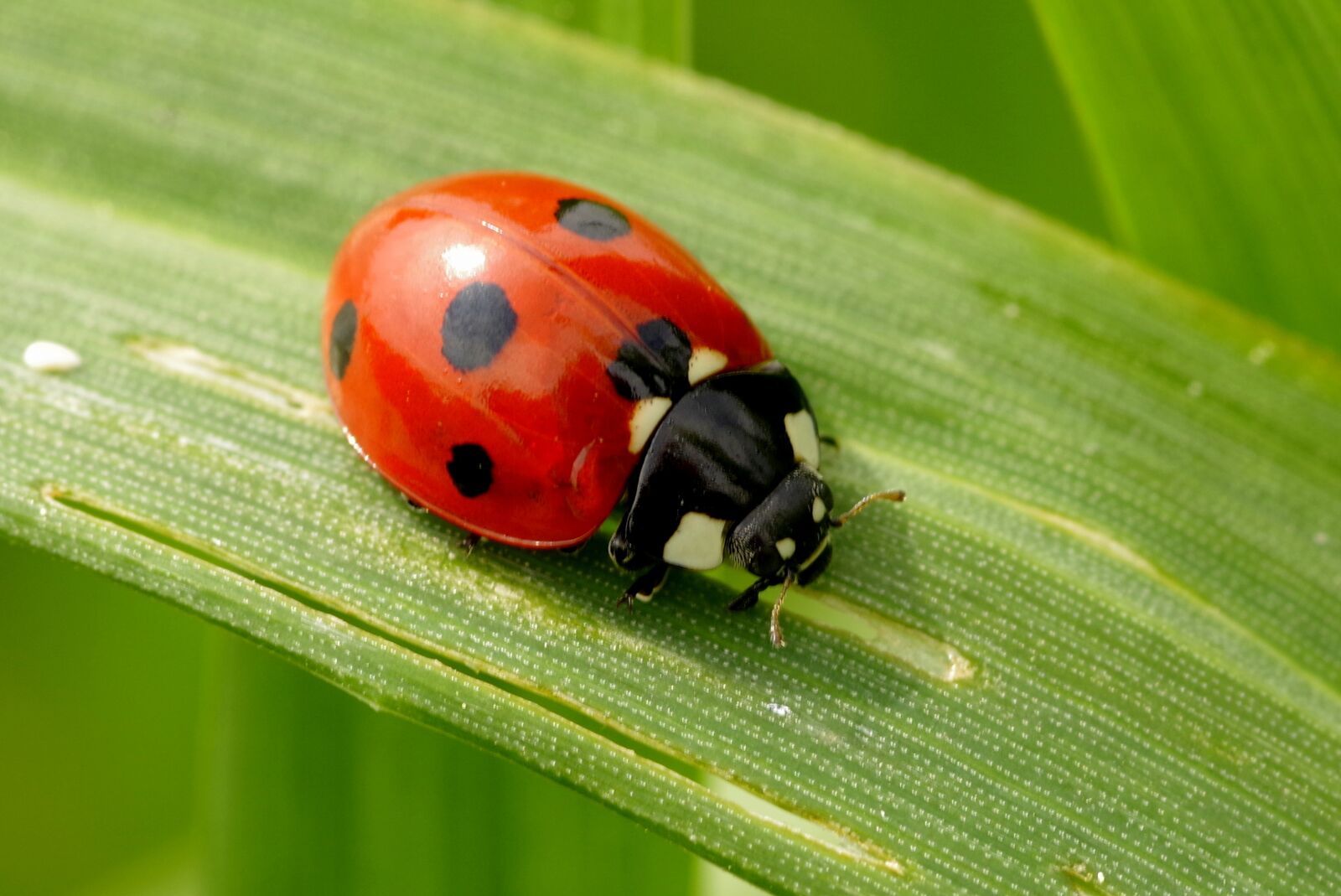 Pentax K-S2 sample photo. Ladybug, insect, red photography