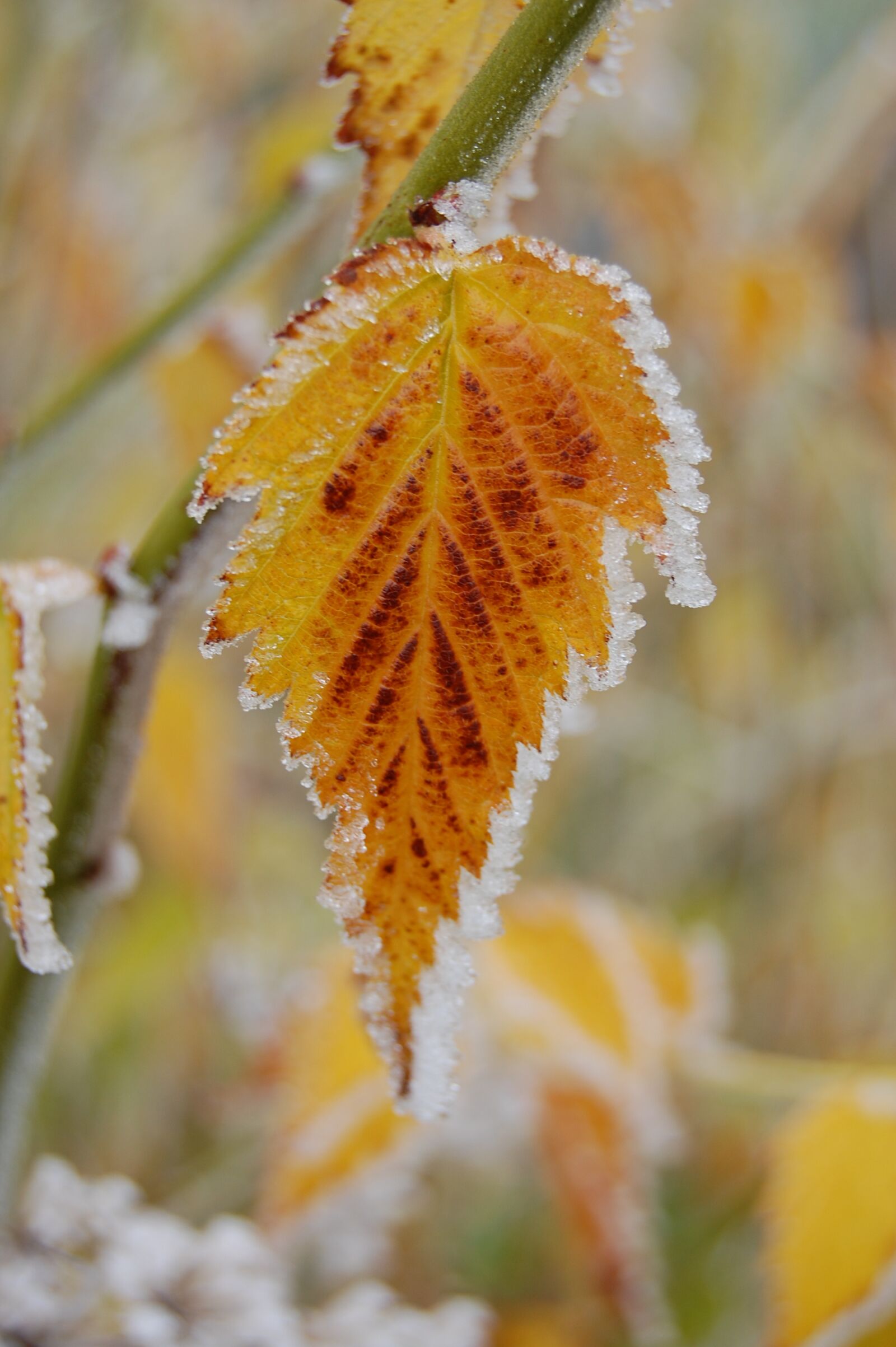 Nikon D40 sample photo. Frost, autumn, leaf photography