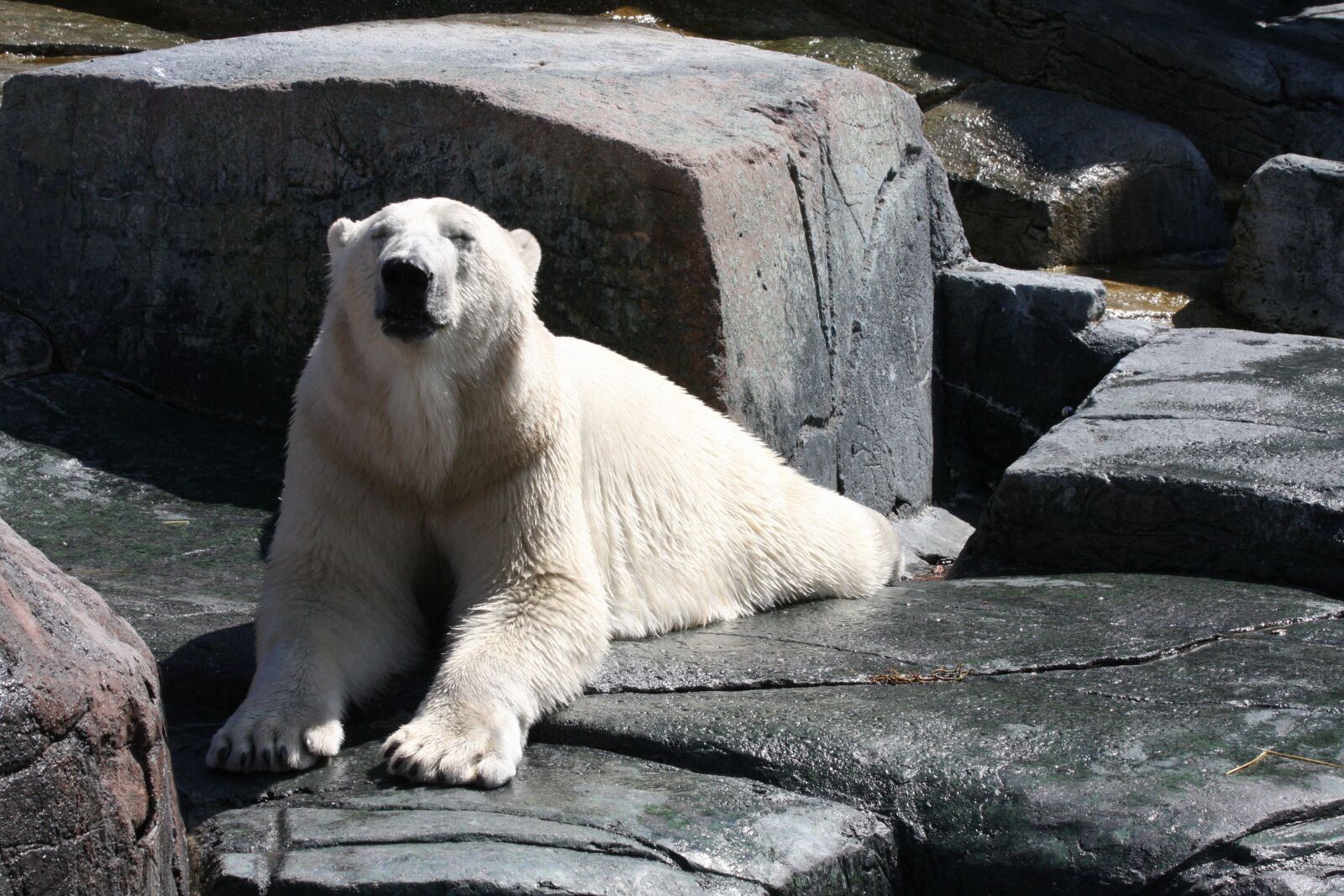 Canon EOS 40D sample photo. Polar bear, wildlife, fur photography