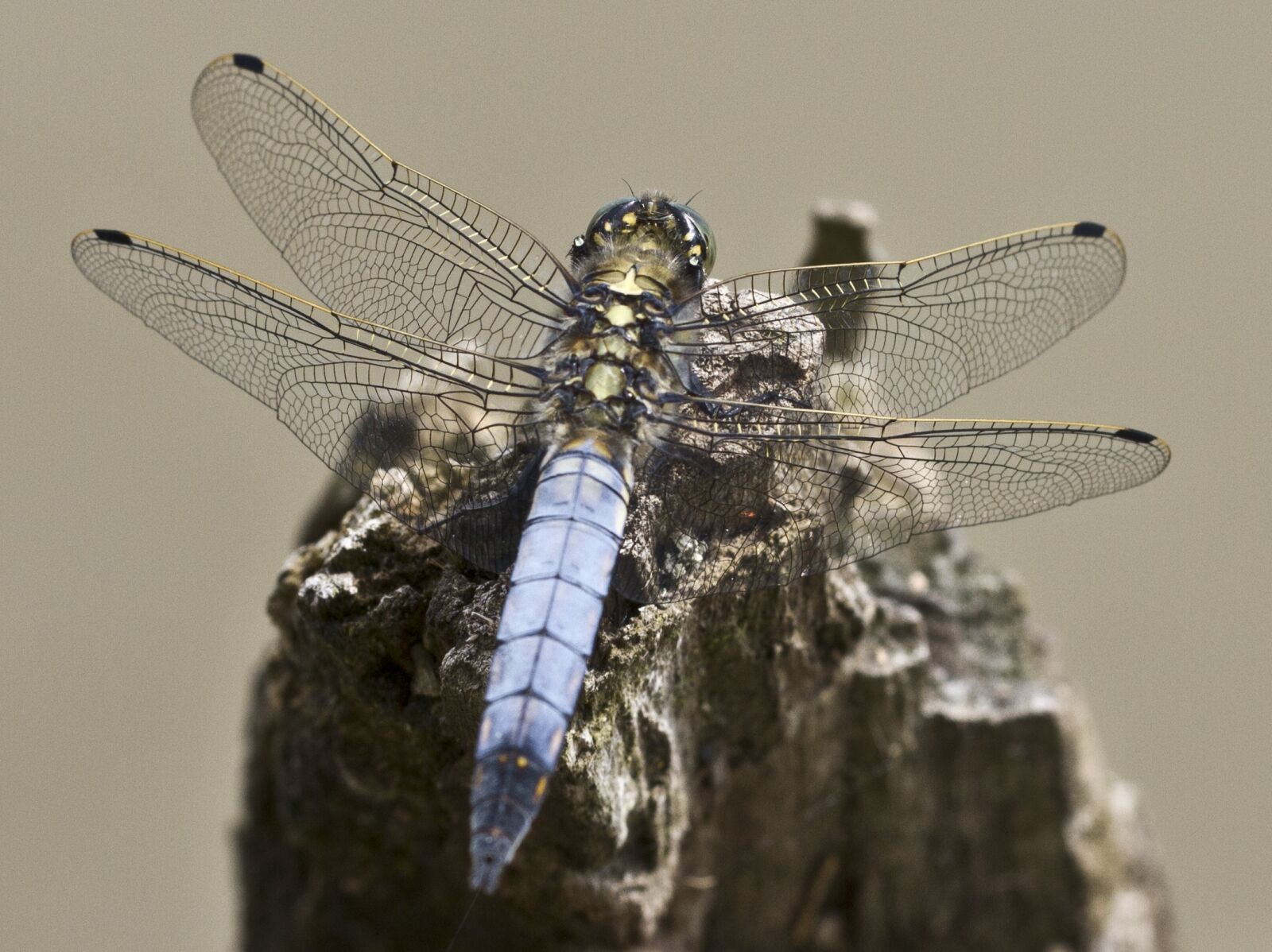 Canon EOS 7D sample photo. Dragonfly, insect, close up photography