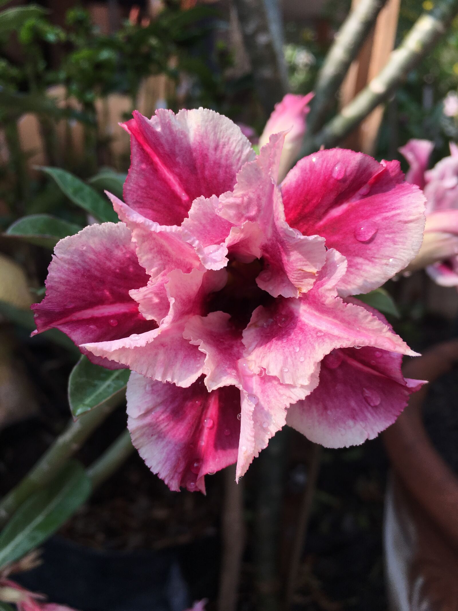 iPhone 6s Plus back camera 4.15mm f/2.2 sample photo. Flower, orchid, pink photography