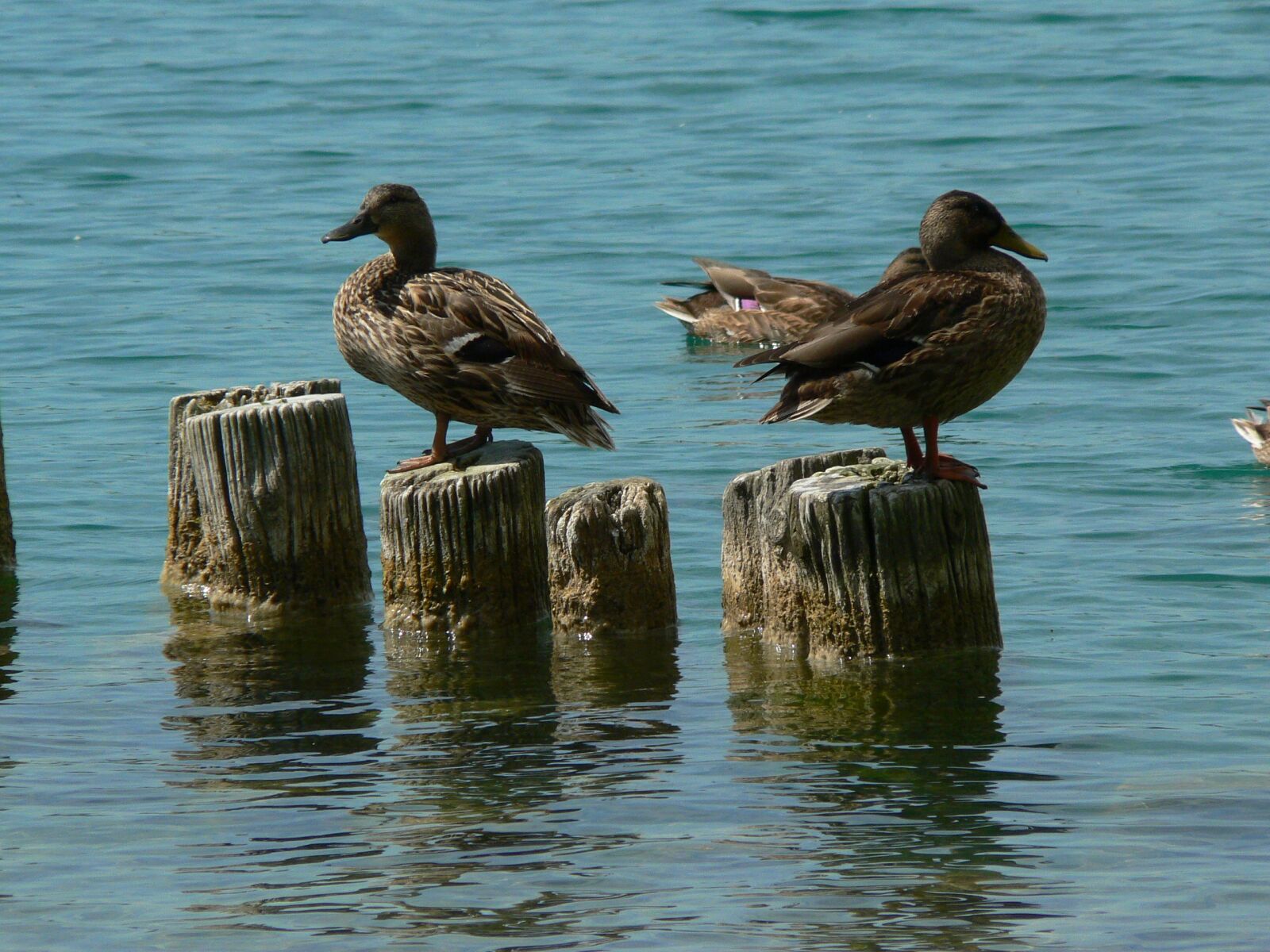 Panasonic DMC-FZ5 sample photo. Ducks, lake, fauna photography
