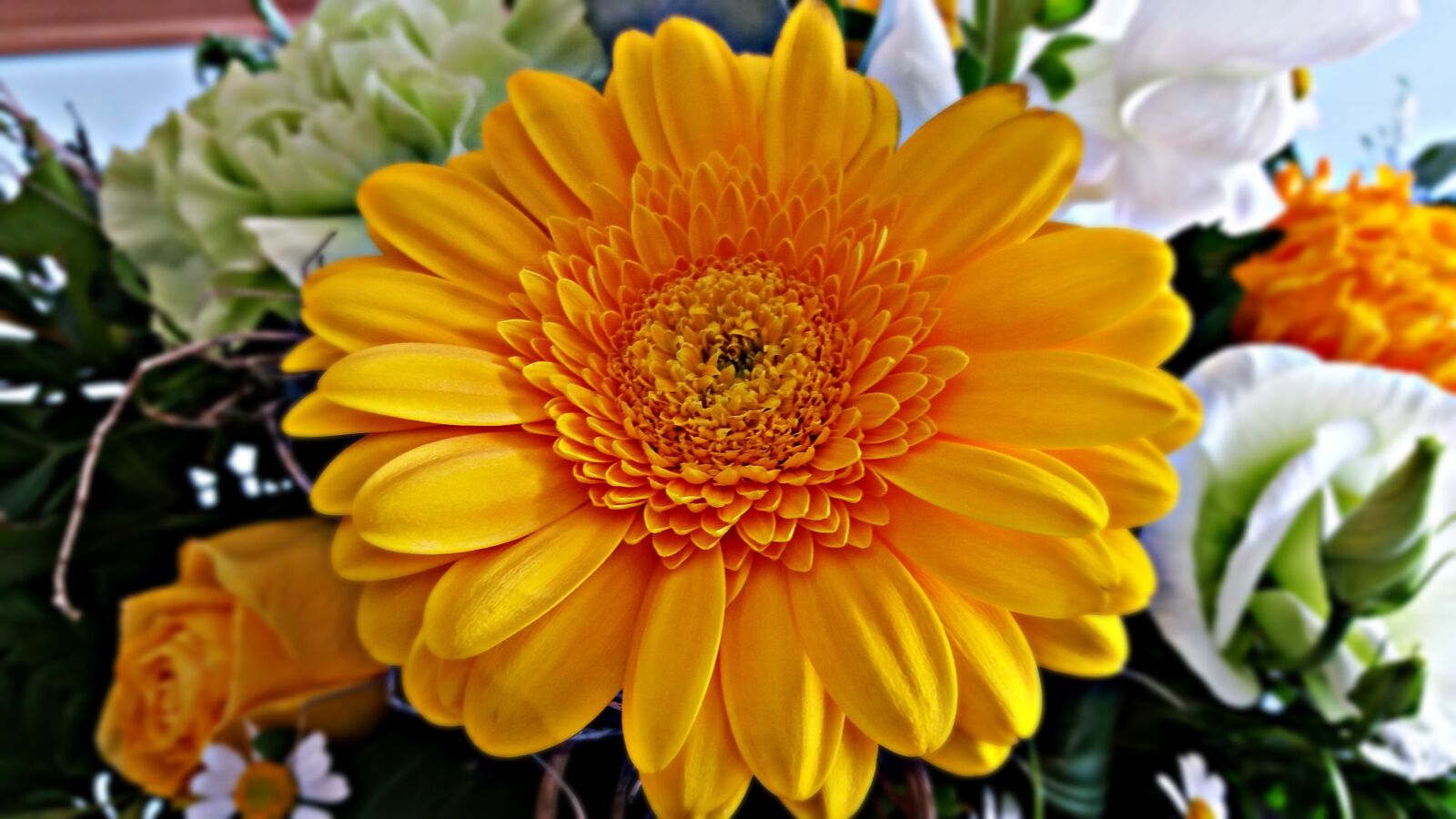 Samsung Galaxy J5 sample photo. Gerbera, flower, nature photography
