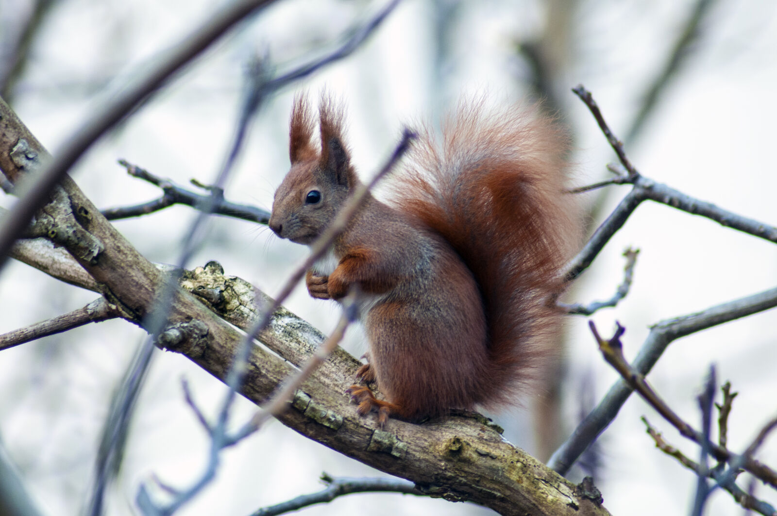 Nikon D300S sample photo. Brown, squirrel, on, branch photography