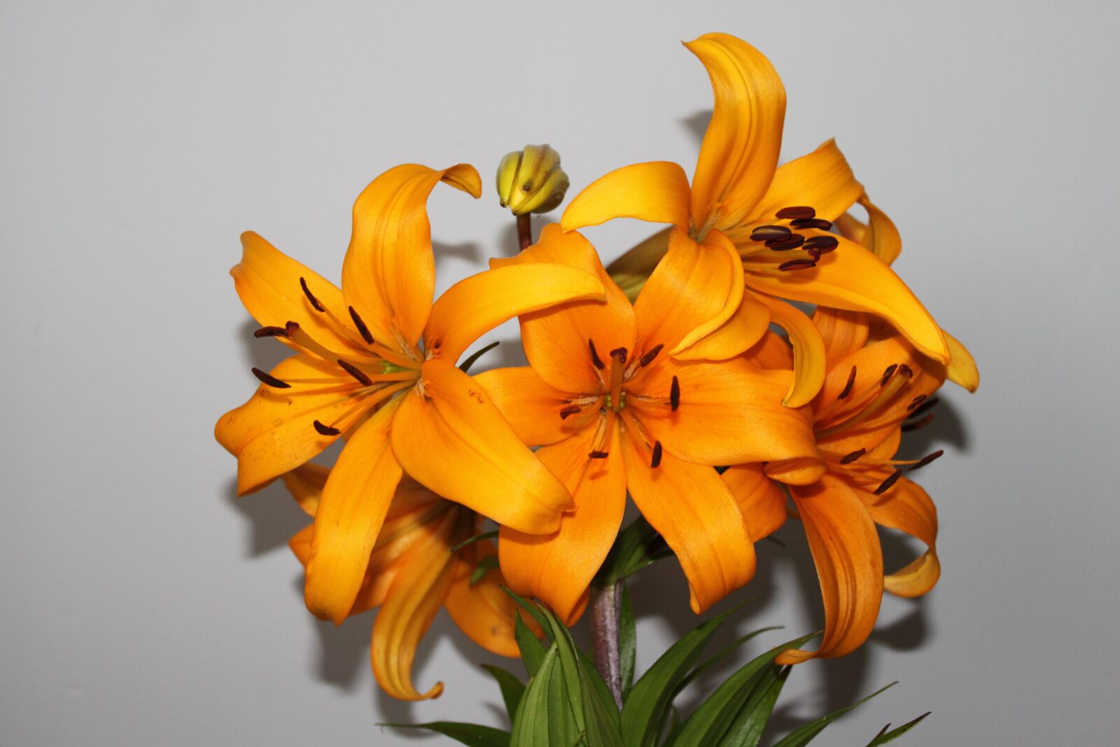 Canon EOS 500D (EOS Rebel T1i / EOS Kiss X3) sample photo. Lilies, flower, nature photography
