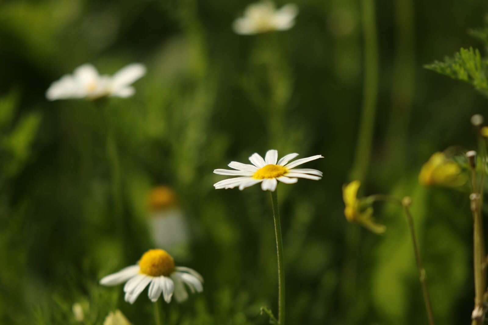 Canon EOS 7D Mark II sample photo. Flowers, chamomile, wild flowers photography