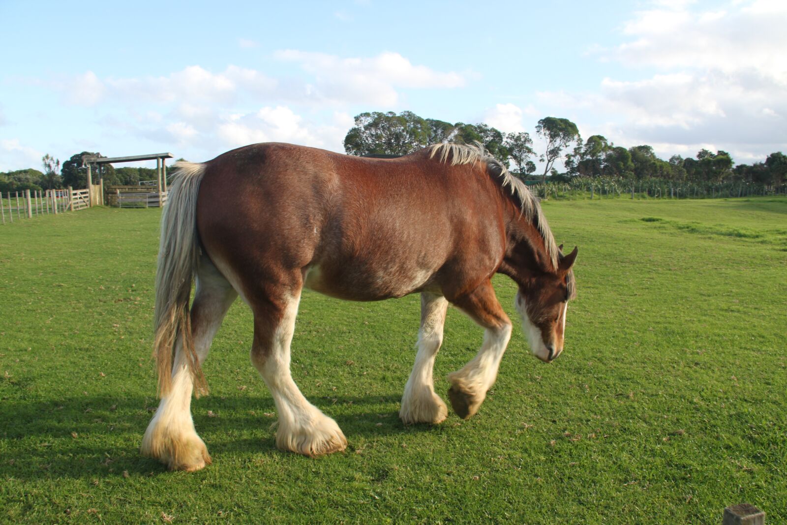 Canon EOS 500D (EOS Rebel T1i / EOS Kiss X3) sample photo. Horse, field, farm photography