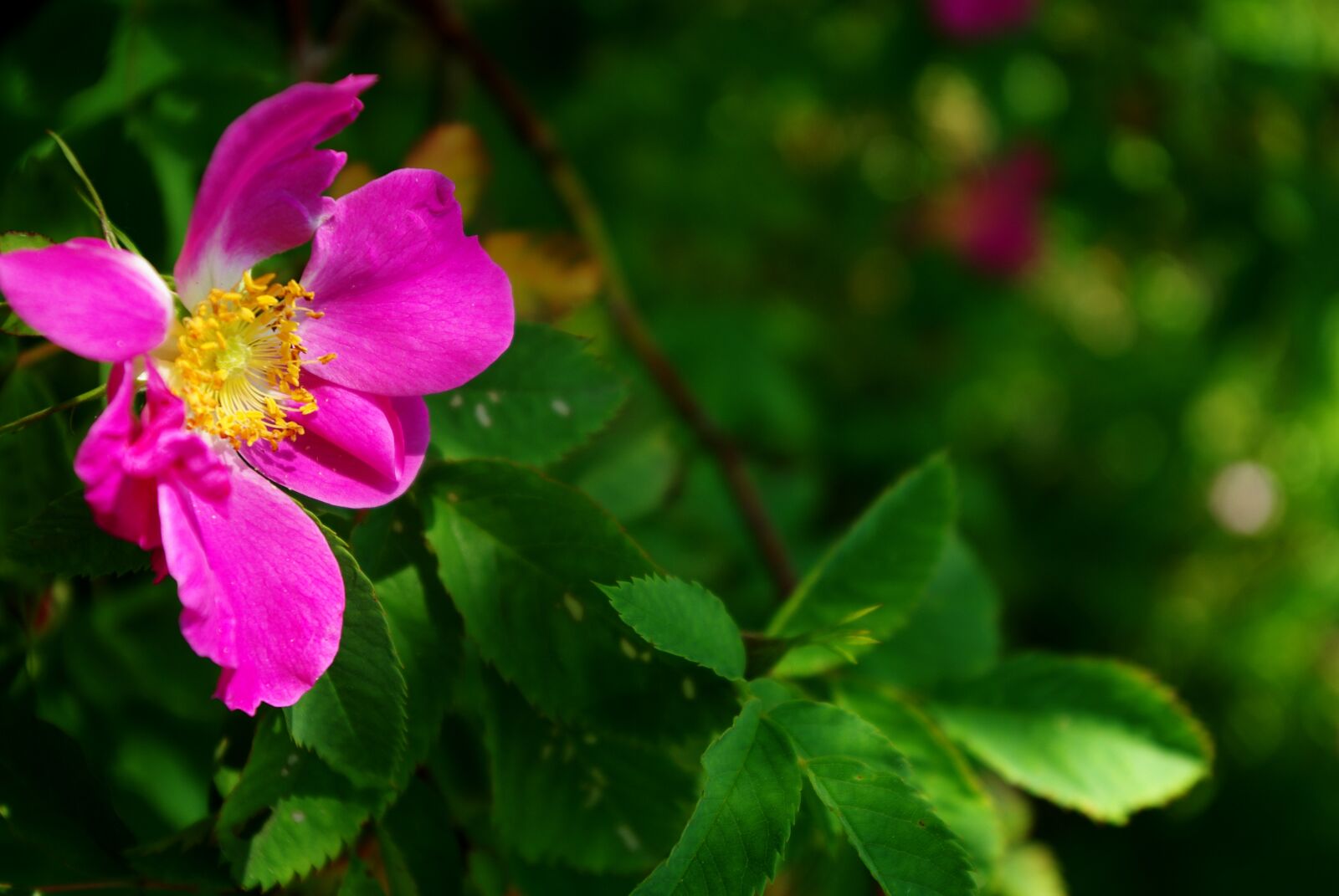 Pentax K200D sample photo. Flower, rose hip, greens photography