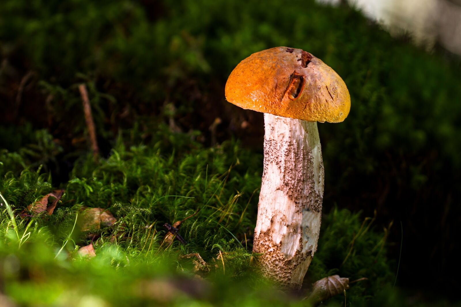 Canon EOS 7D sample photo. Birch mushroom, mushroom, edible photography