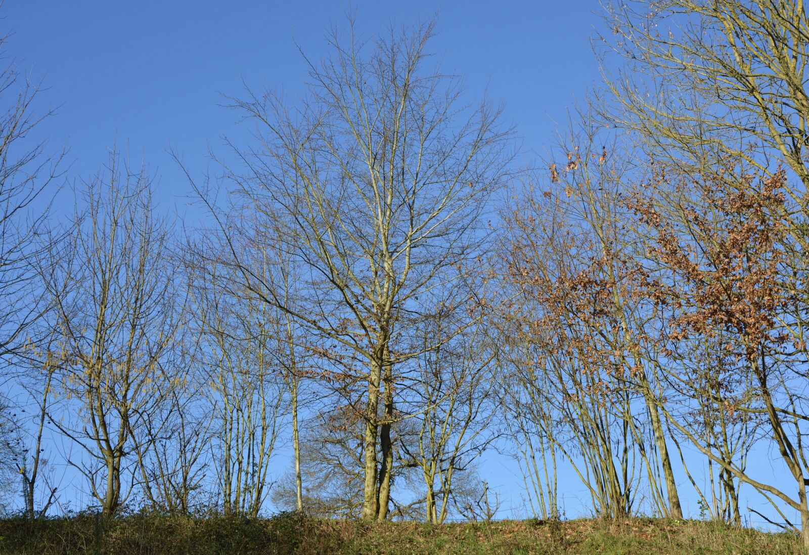 Nikon D5200 sample photo. Tree, bare trees, leafless photography